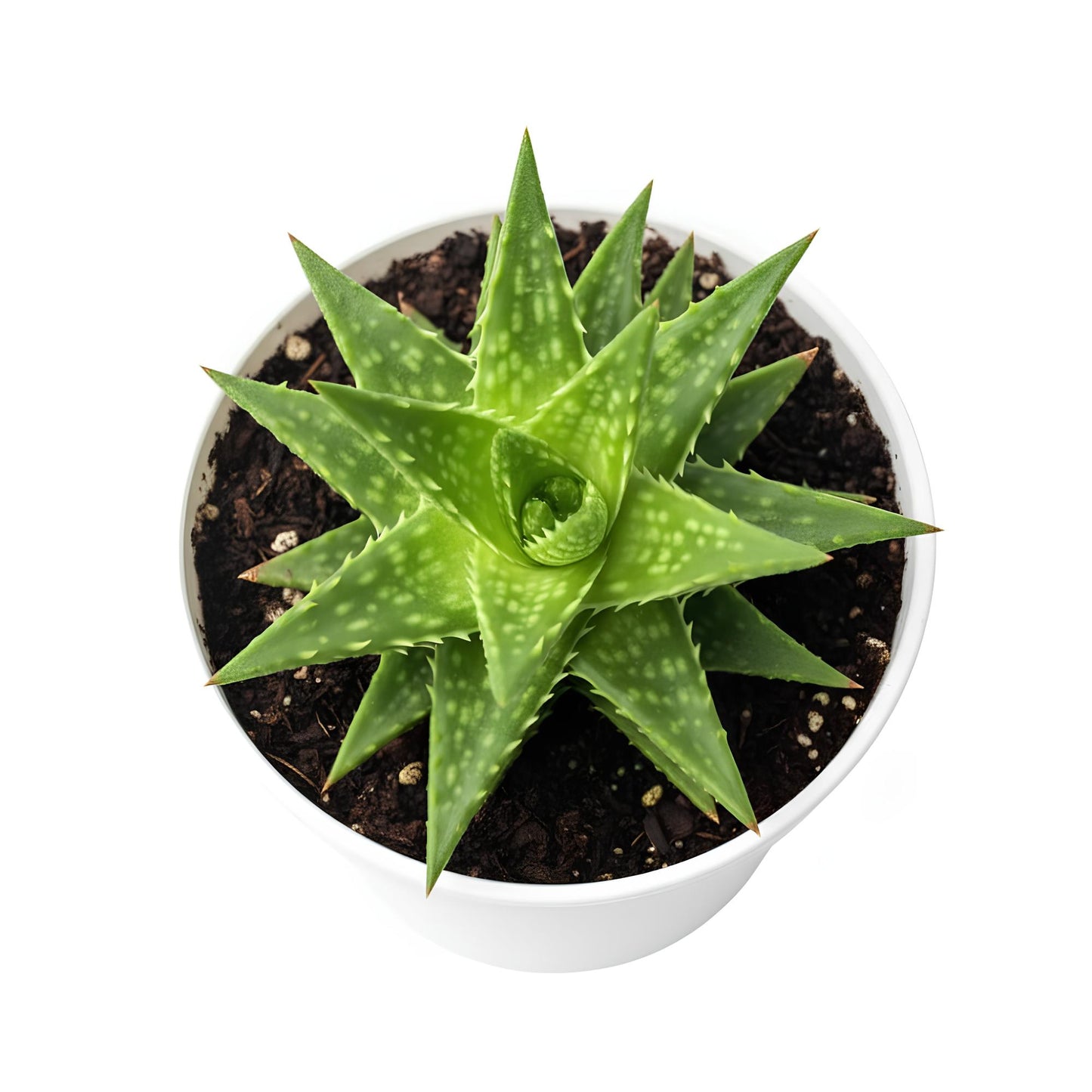 Aloe Juvenna | Unique Spiky Succulent