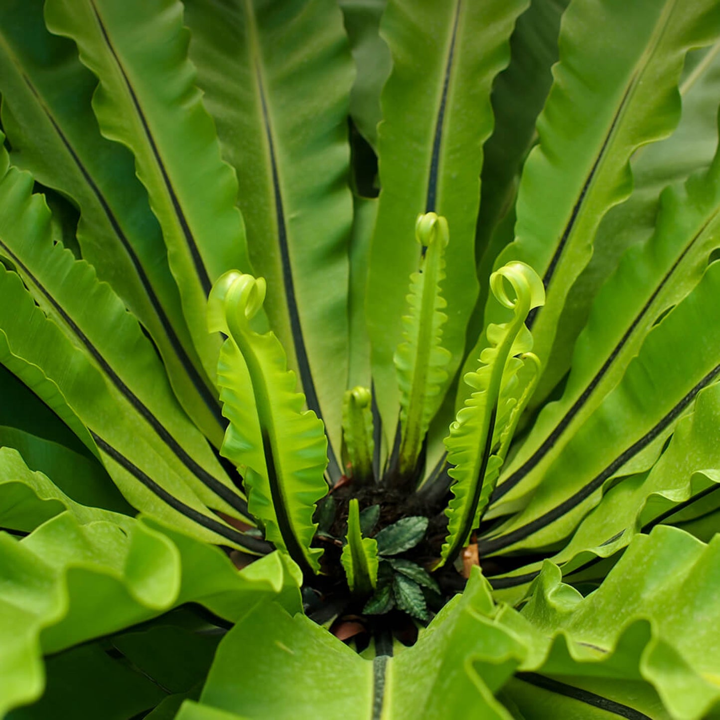 Pet-safe indoor fern for bathrooms and shelves
