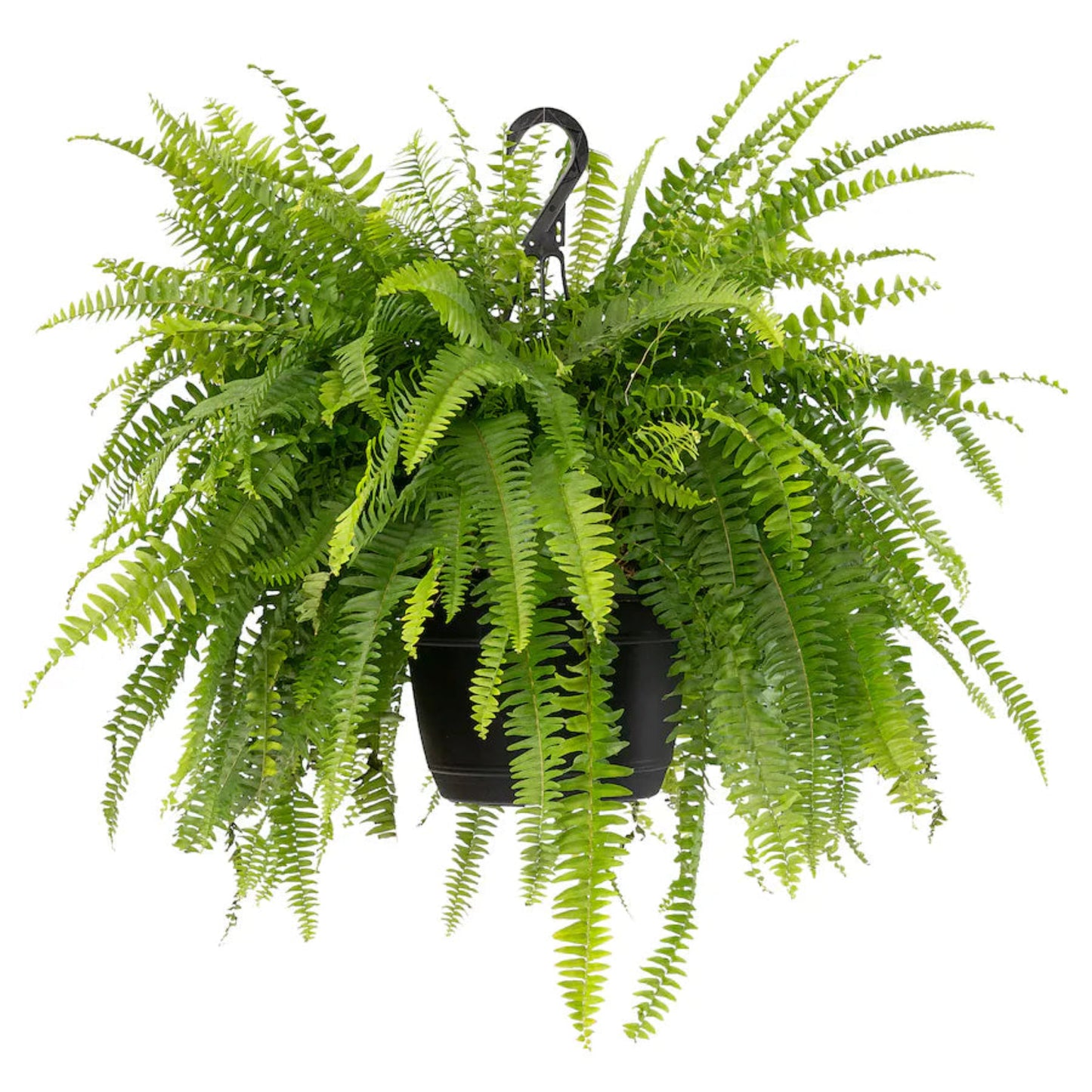 Boston Fern in hanging pot – lush arching fronds