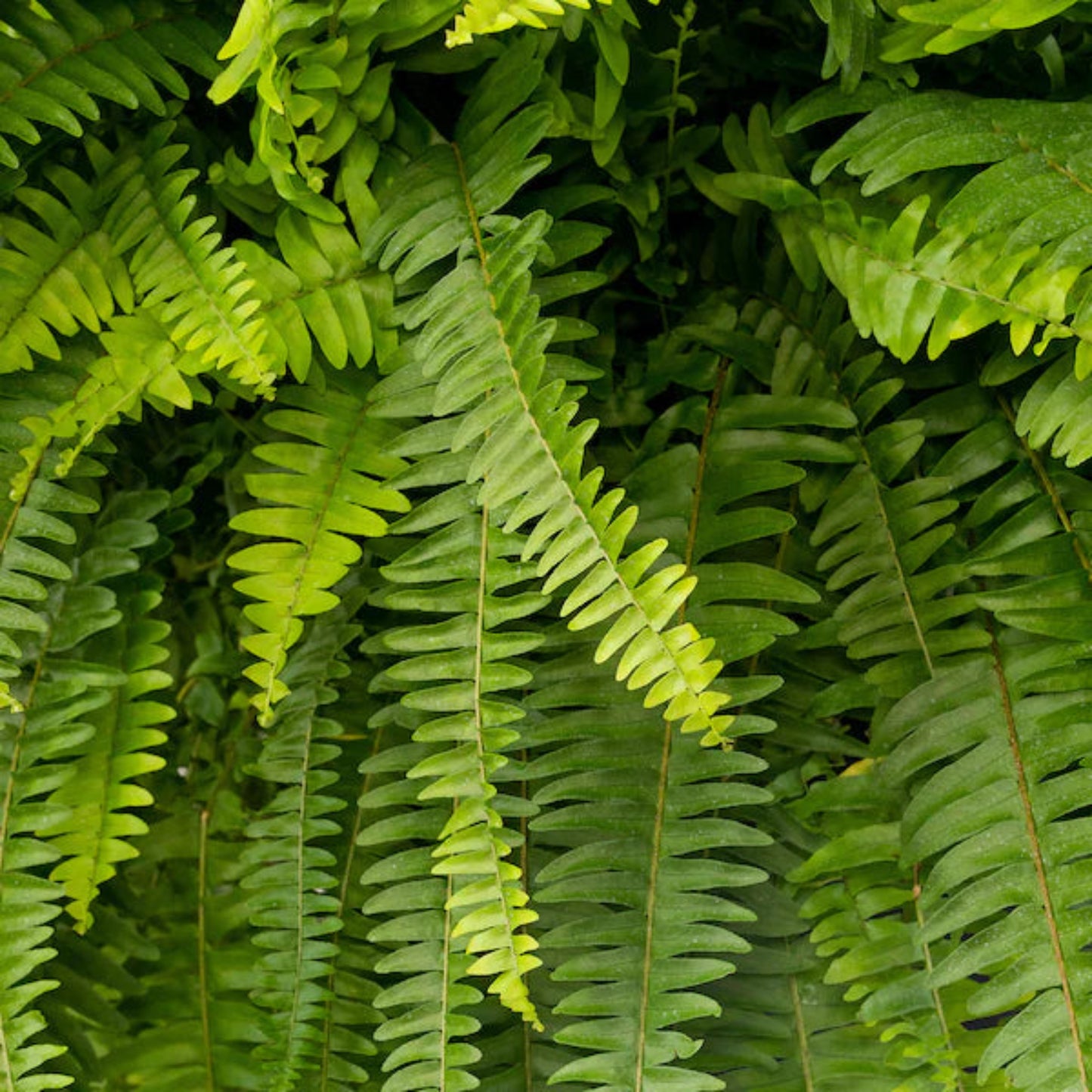 Pet-safe indoor air-purifying fern in pot