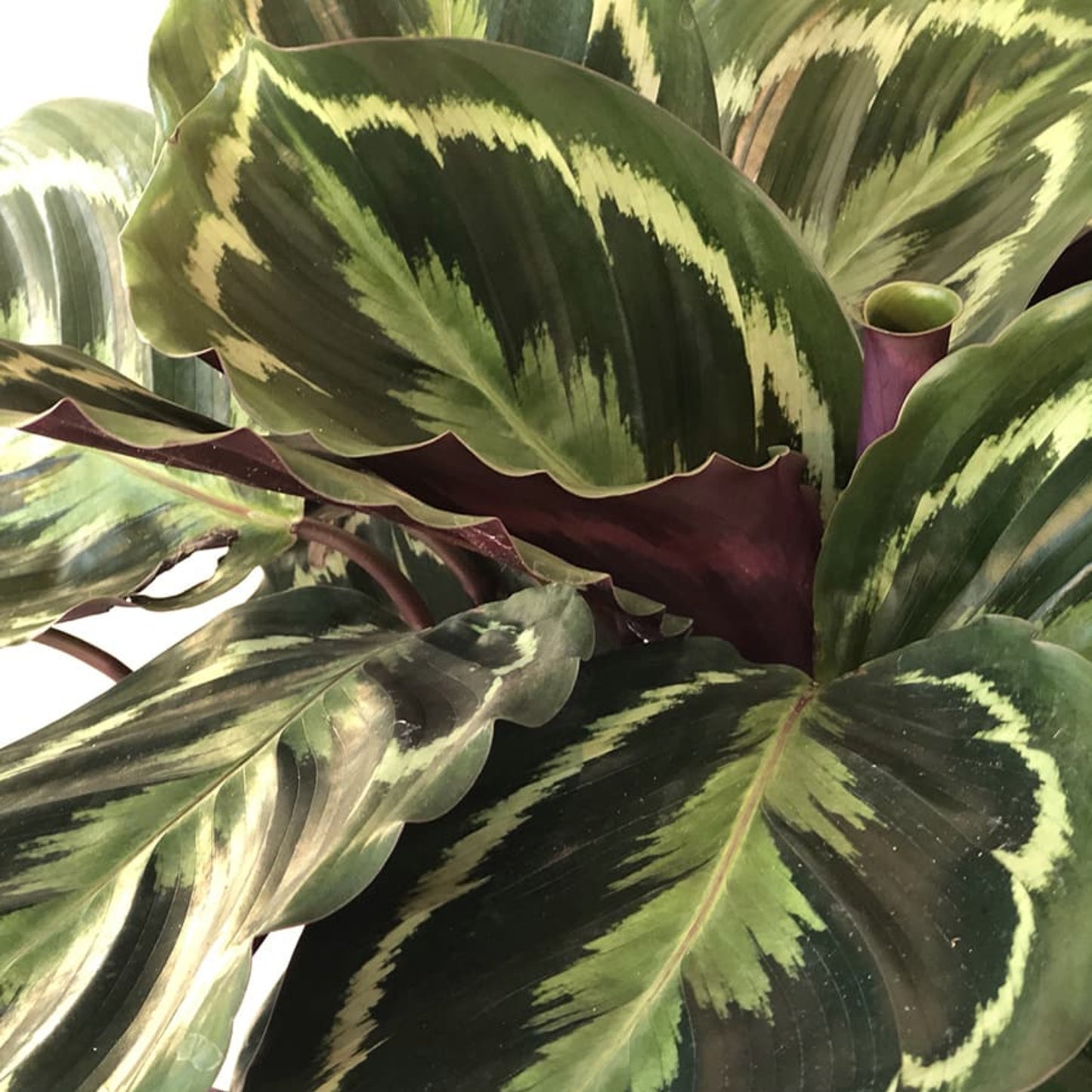 Non-toxic plant with ornamental leaves