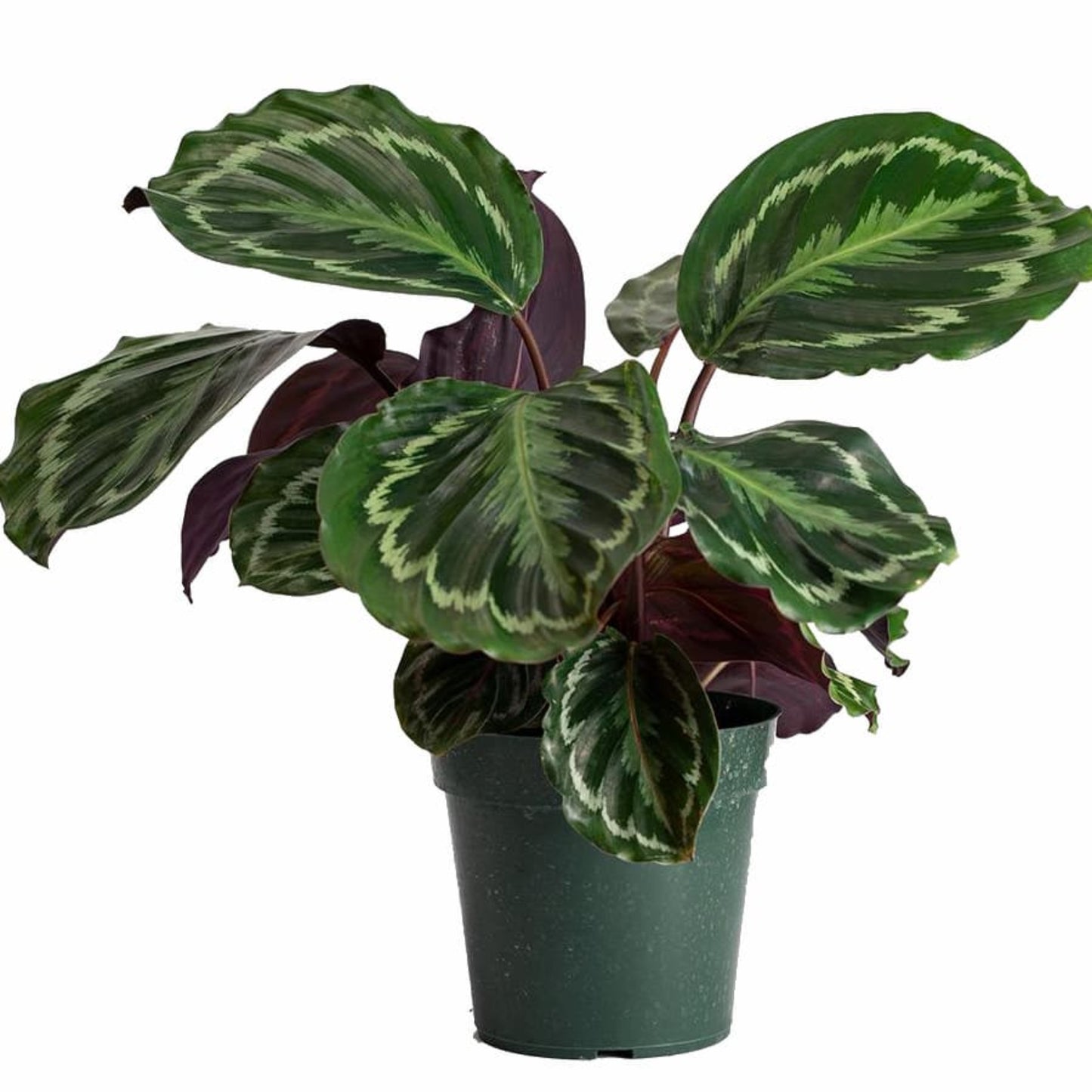 Calathea Medallion plant with round green and purple leaves