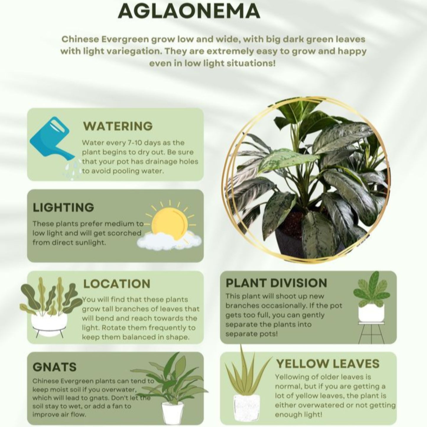 Decorative foliage plant for office or home