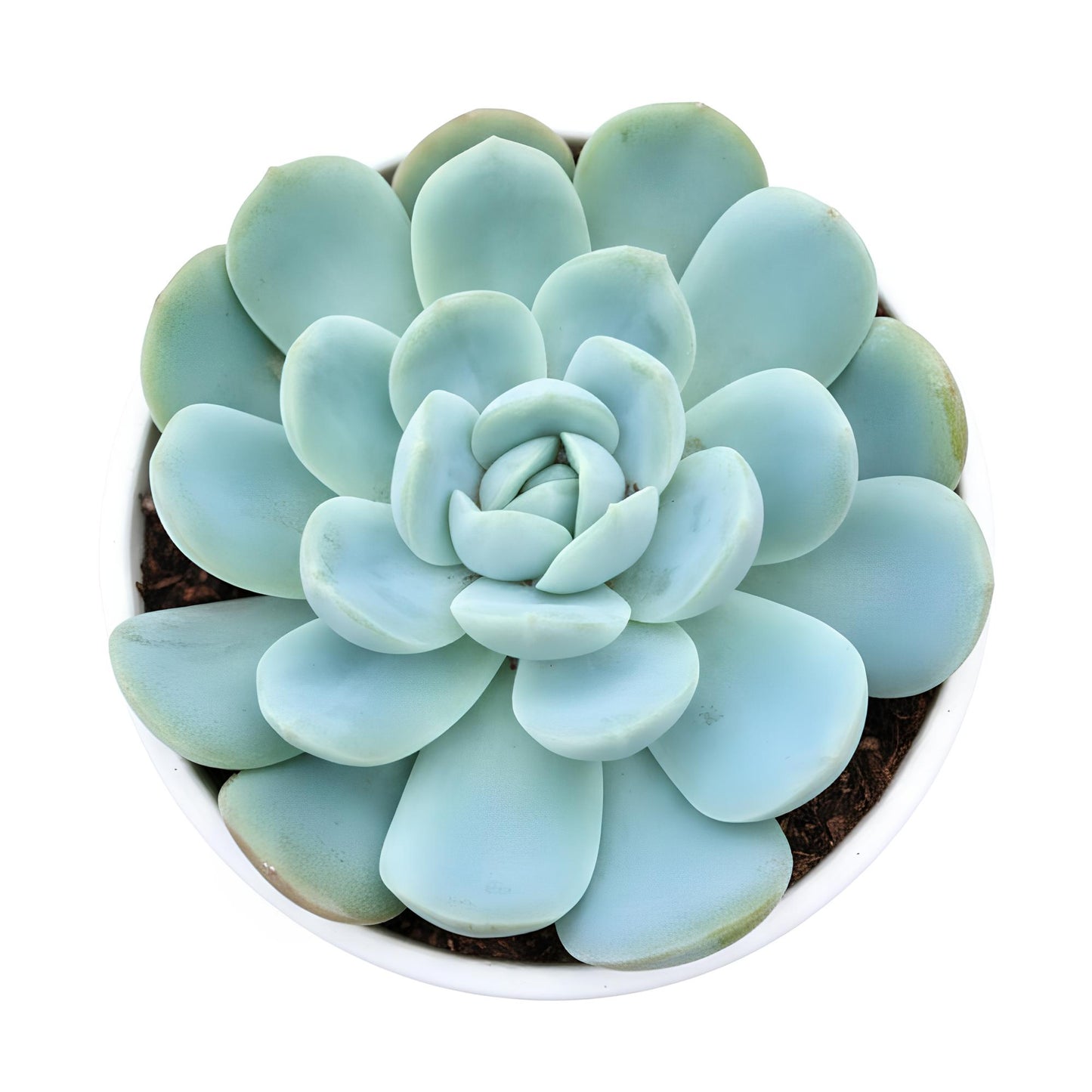 Echeveria Mexican Snowball | Beautiful Rosette Succulent