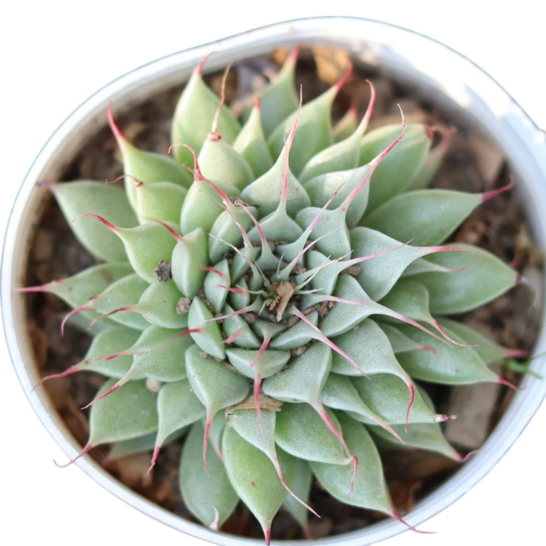 Graptoveria Silver Star | Stunning Succulent with Silver Leaves
