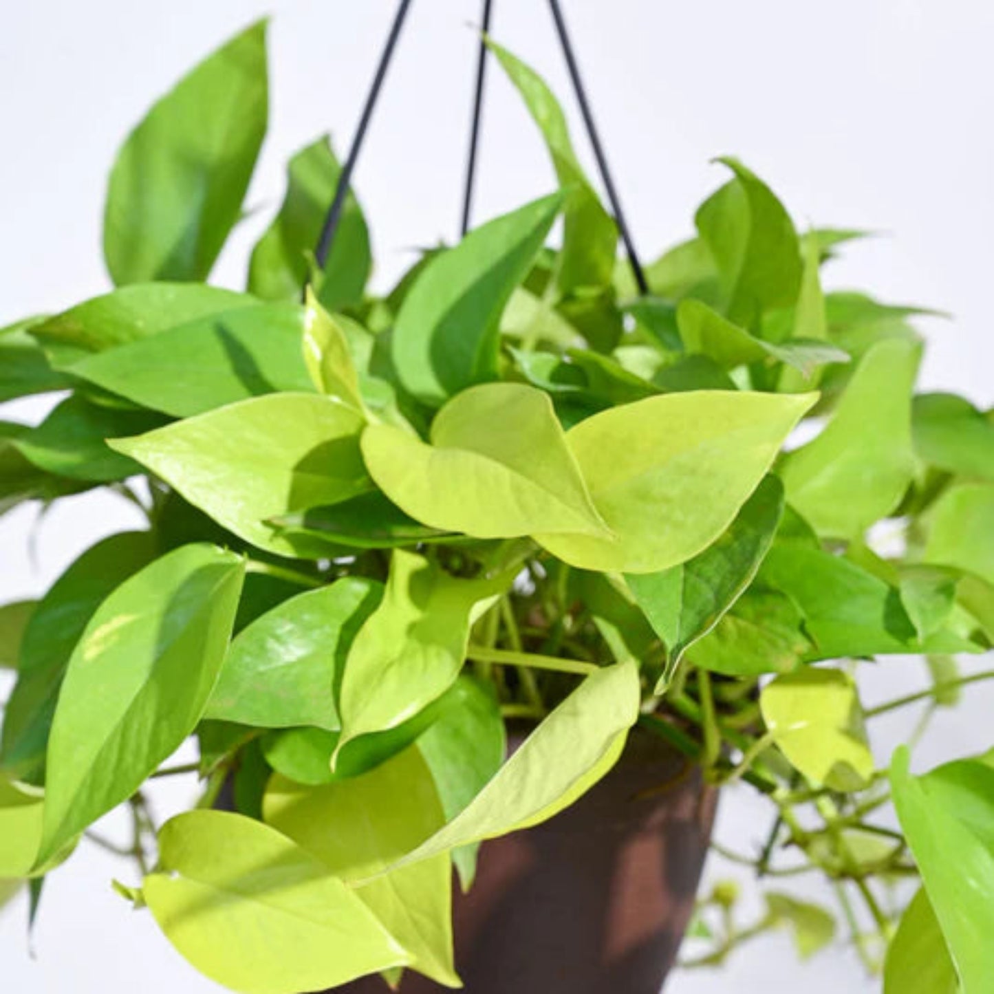 Air-purifying indoor vine in hanging basket