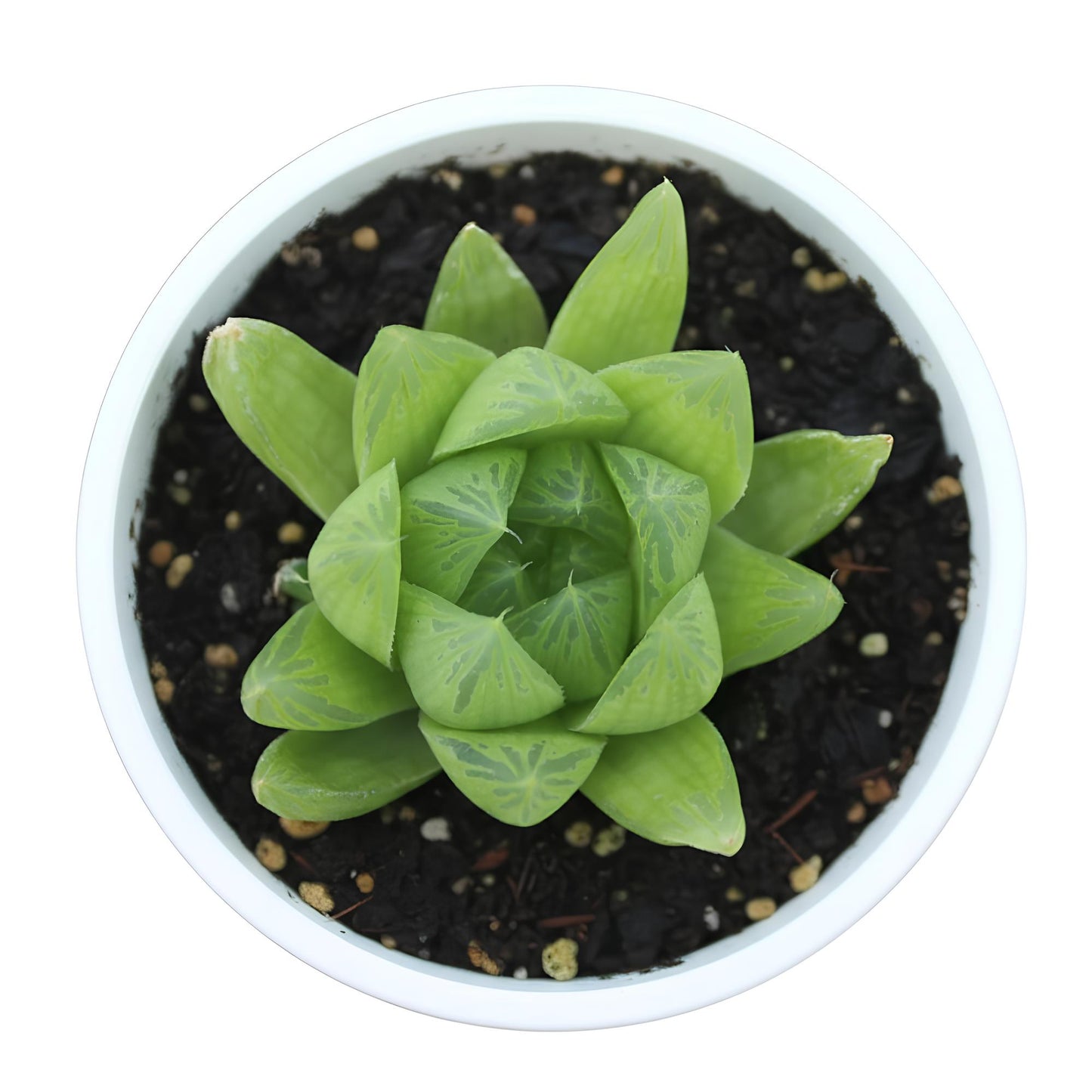 Haworthia Cooperi | Unique Transparent Succulent