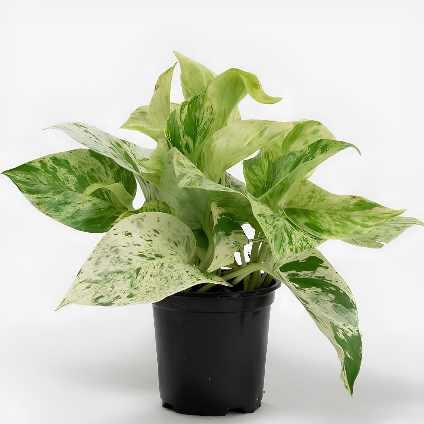 Marble Pothos (Epipremnum aureum ‘Marble Queen’) | Low Maintenance Indoor Plant for Home & Office