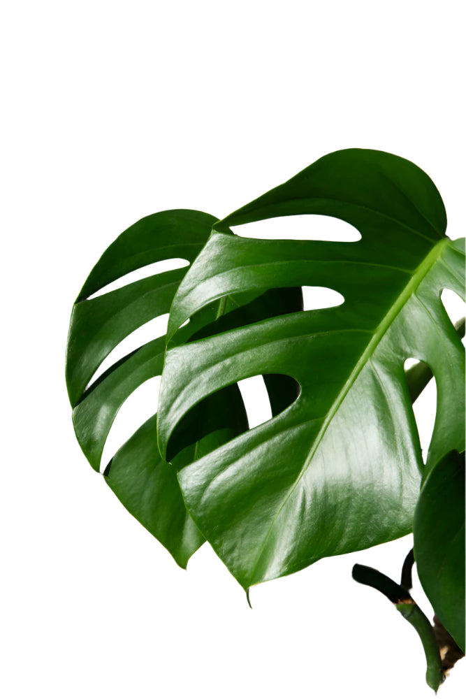 Close-up of Monstera Deliciosa split leaves