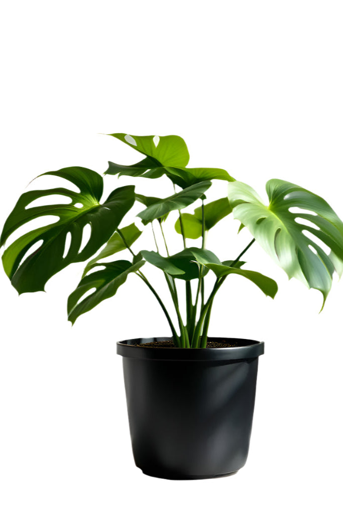 "Monstera Deliciosa plant in 6-inch pot – indoor air-purifying plant"