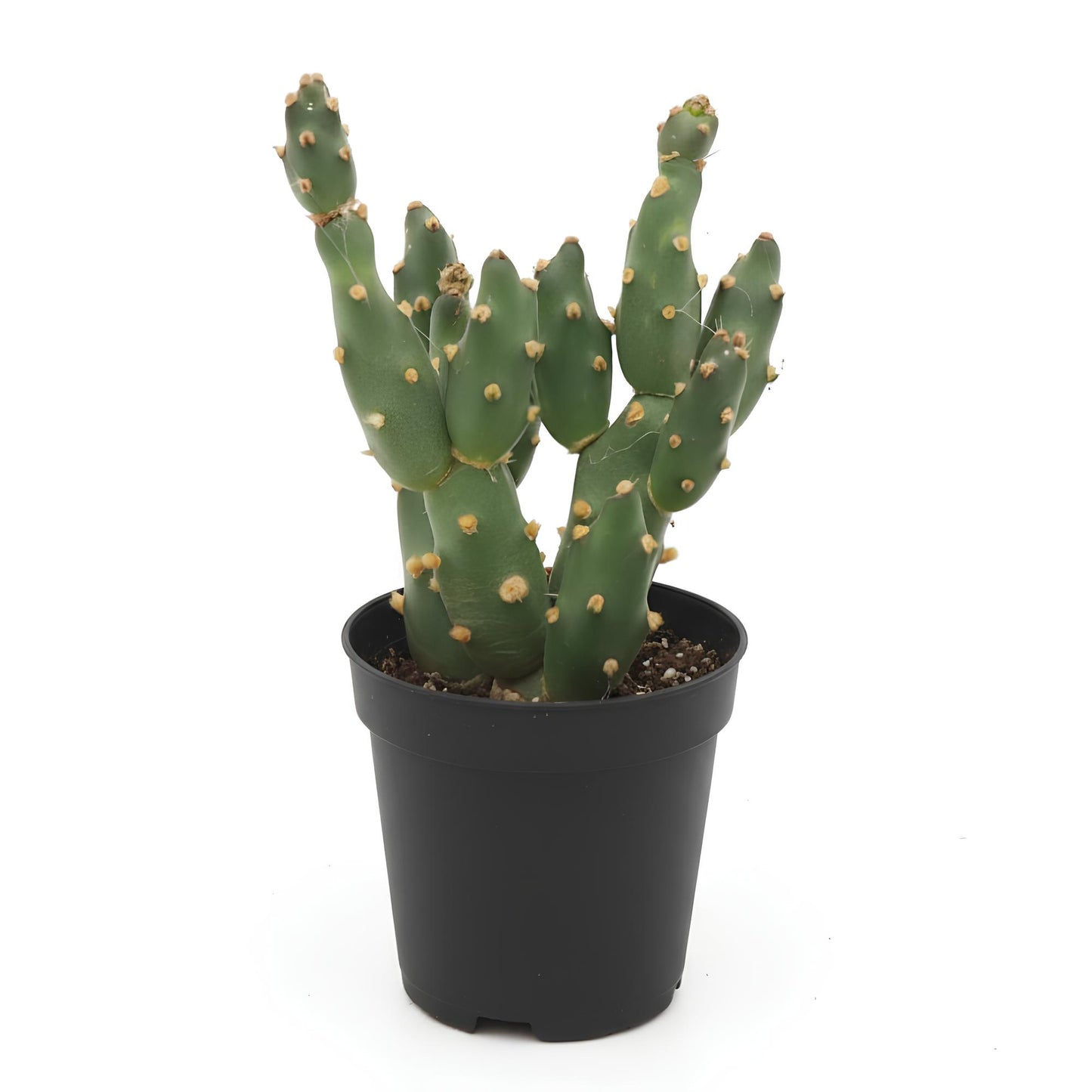 Opuntia Cactus (Prickly Pear) | Low Maintenance Indoor & Outdoor Succulent