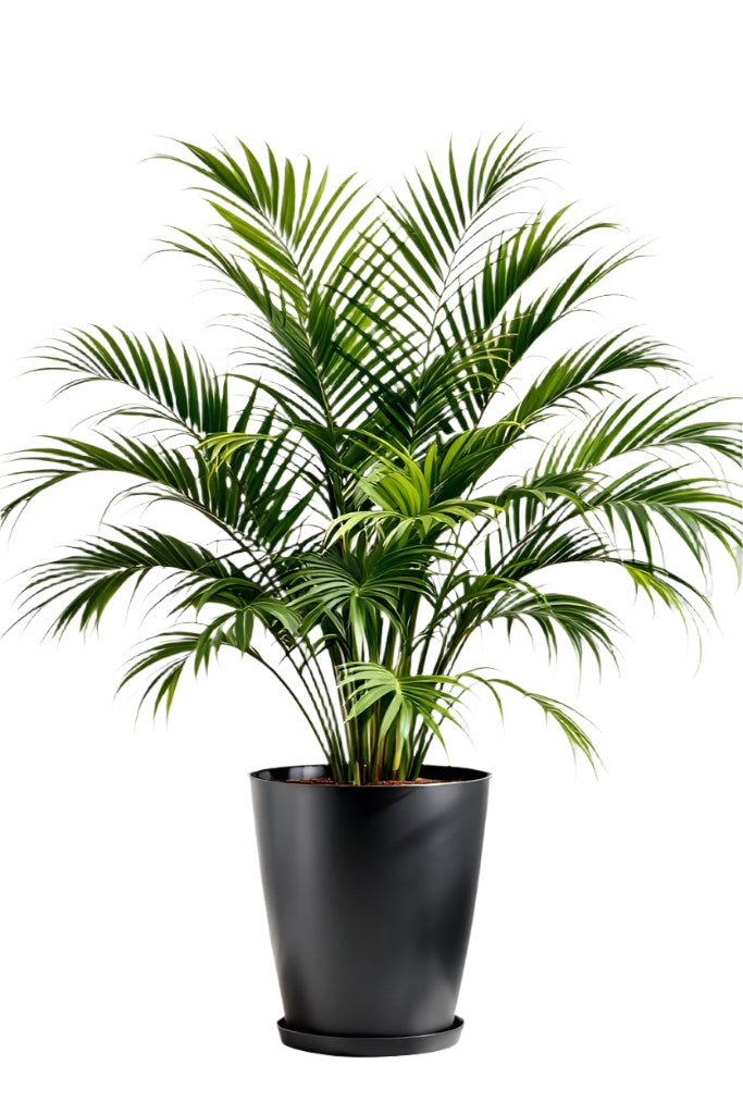 Parlor Palm plant in nursery pot – indoor foliage plant
