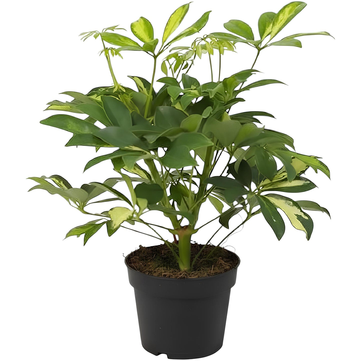 Schefflera (Umbrella Plant) | Low Maintenance Indoor Plant for Home & Office