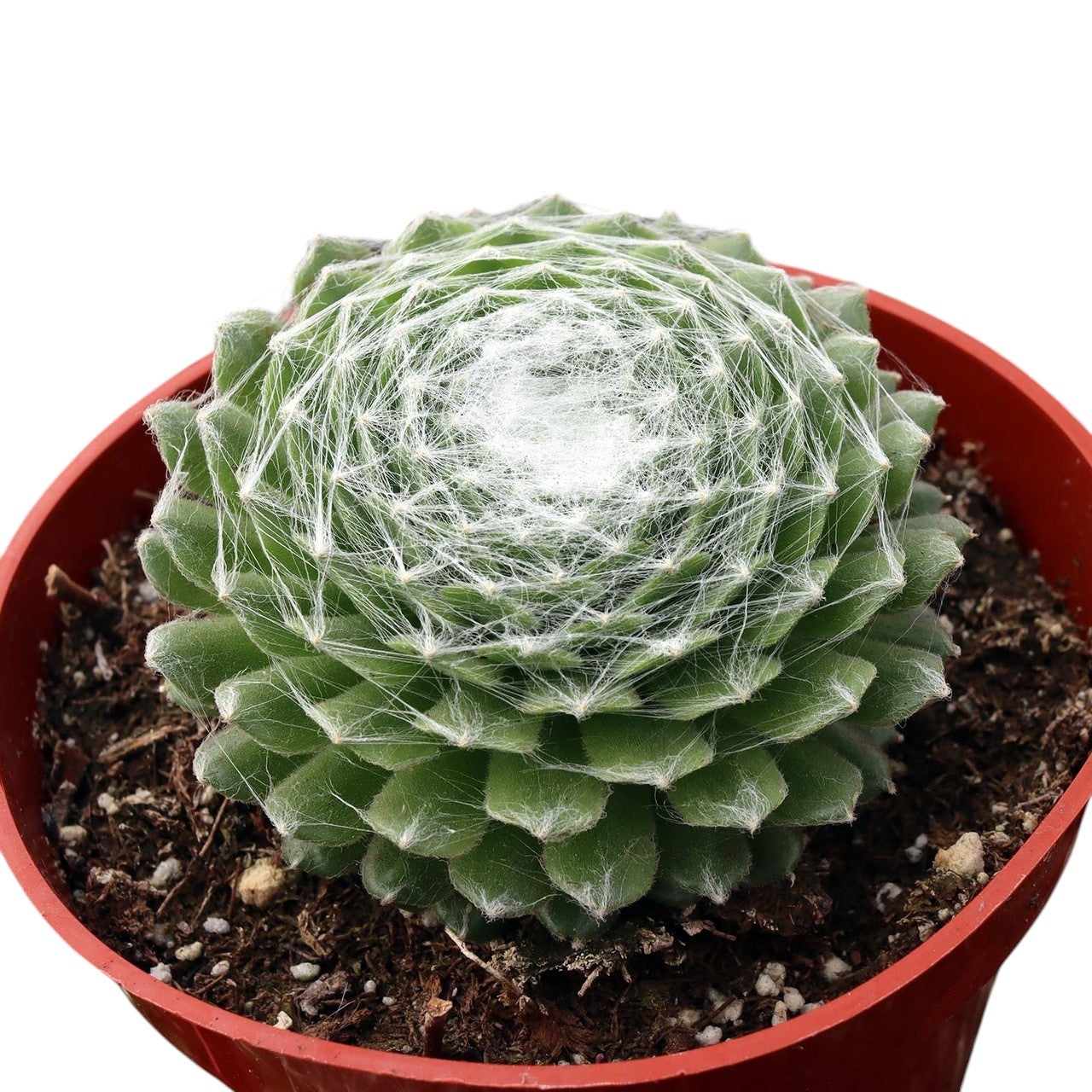 Sempervivum Cobweb Houseleek | Unique Succulent with Web-Like Patterns