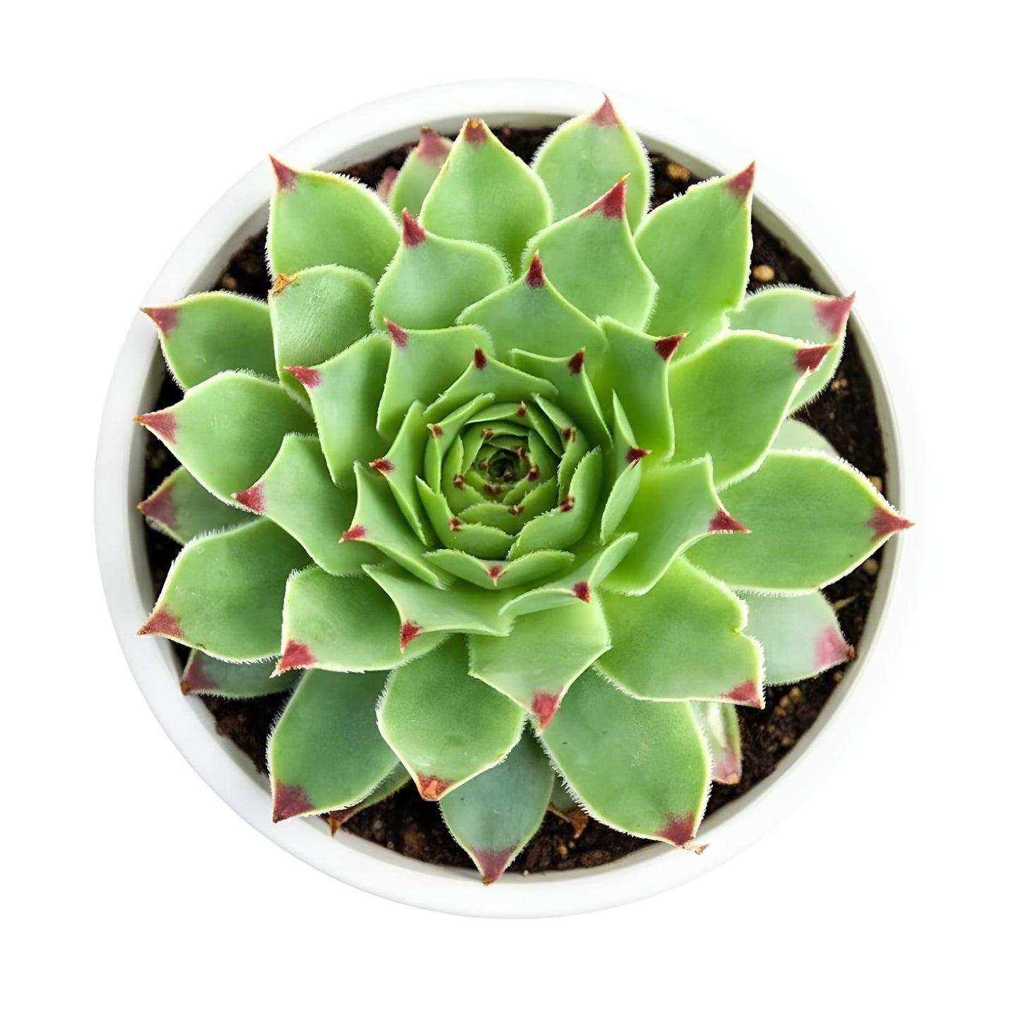 Sempervivum Calcareum | Hardy Succulent with Stunning Rosettes