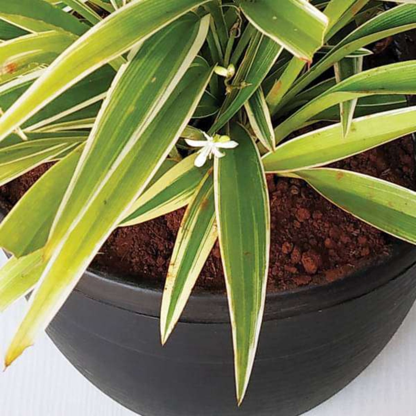 Chlorophytum comosum hanging indoors