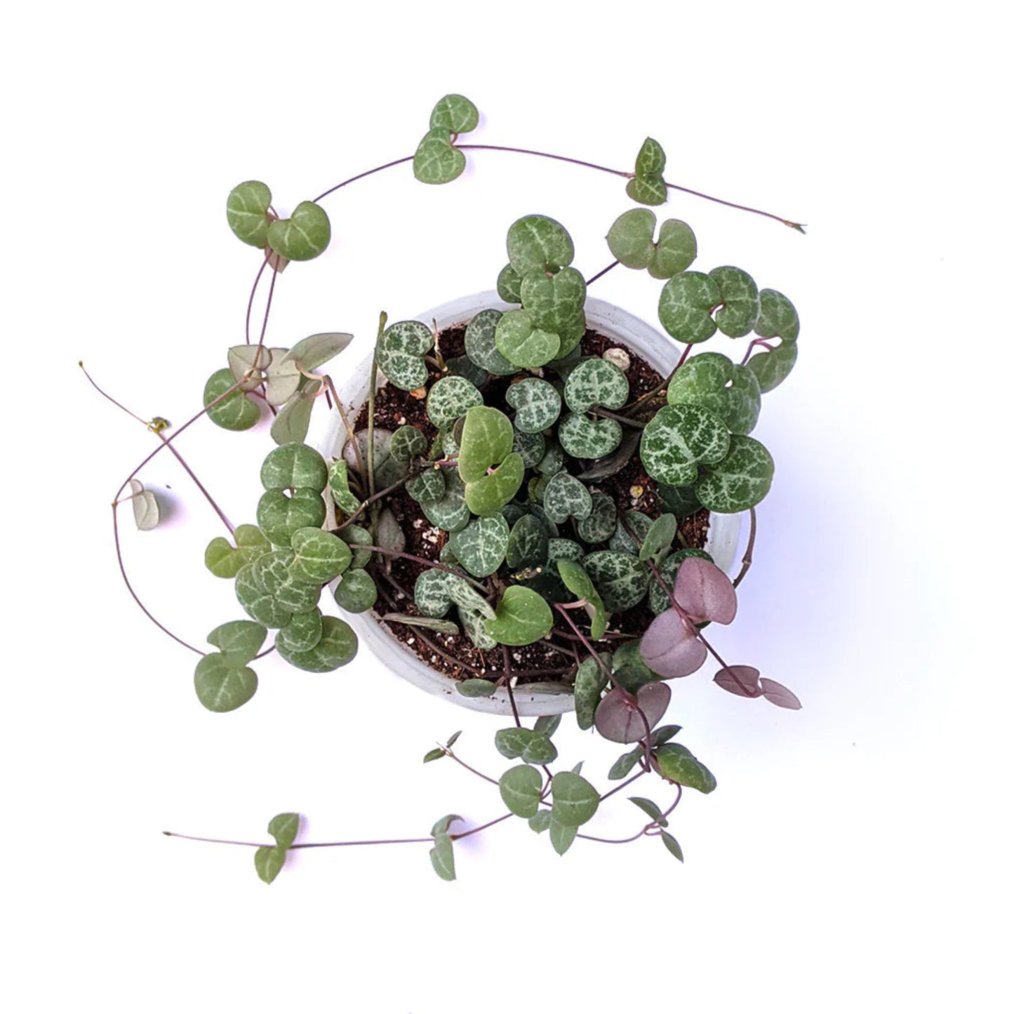 Trailing indoor succulent vine with silver and green foliage