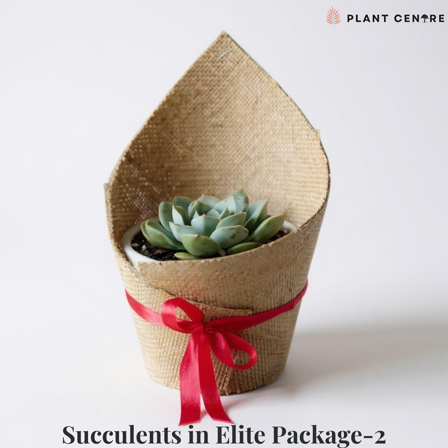 Succulents in Elite Package-2