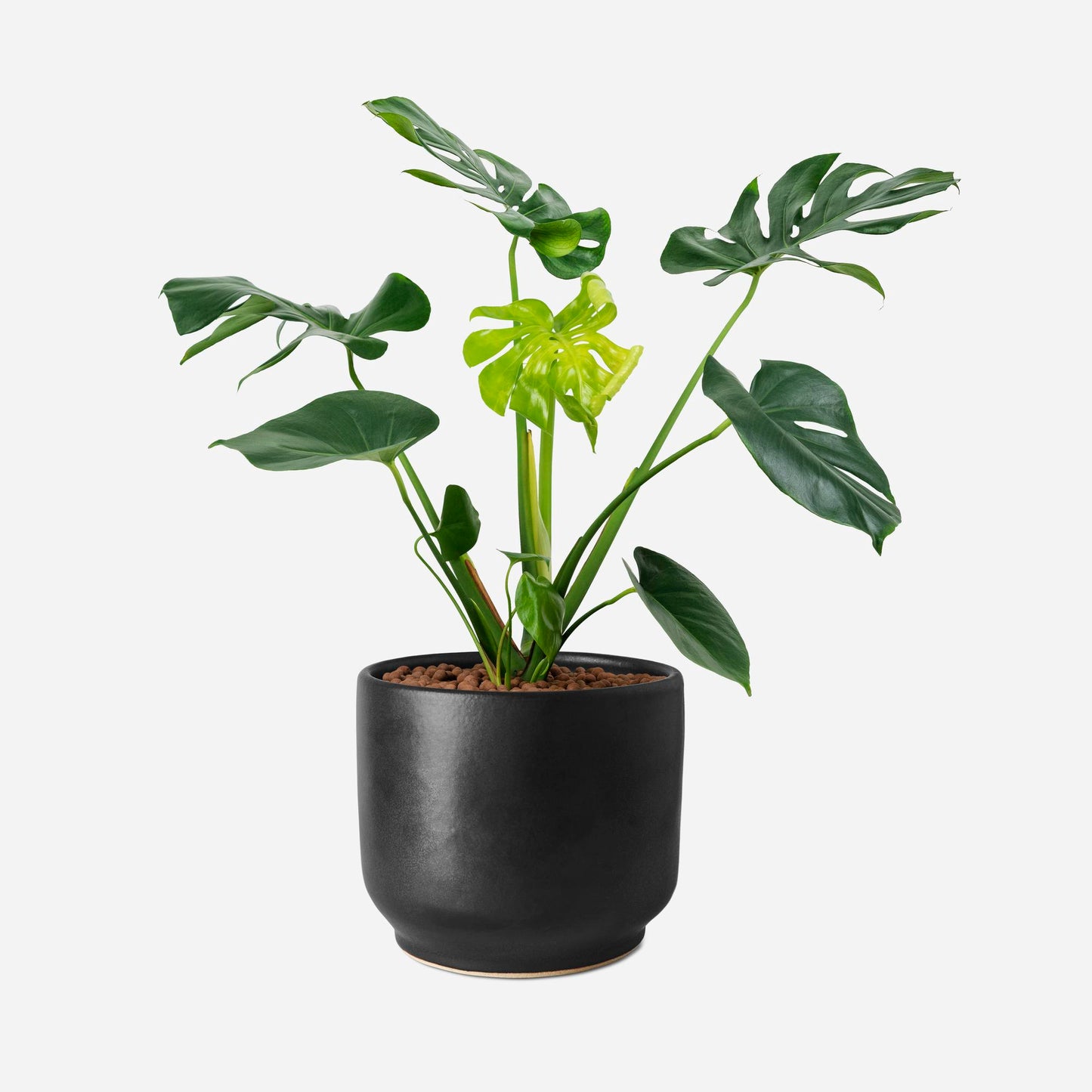 Swiss Cheese Plant for home decor – Buy online