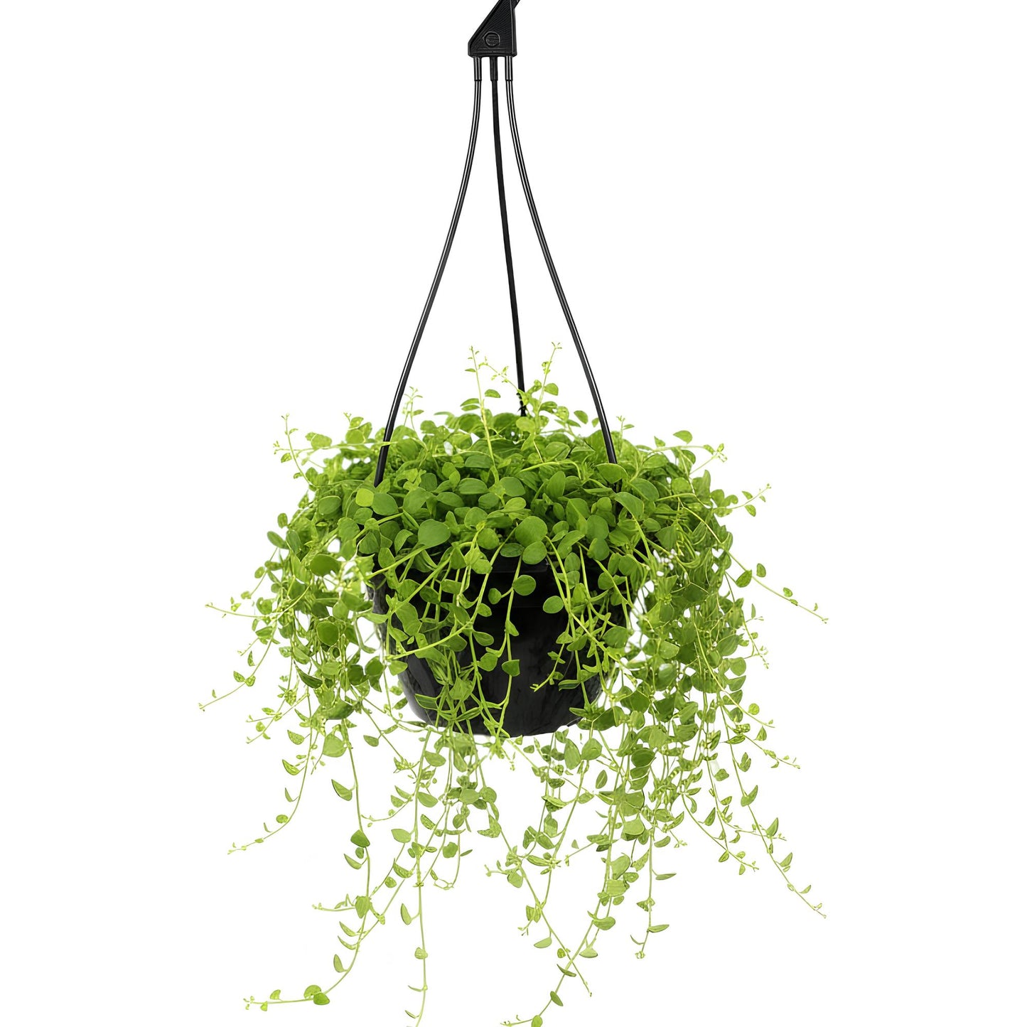 Turtle Vine (Callisia repens) | Low Maintenance Trailing Indoor Plant for Home & Office