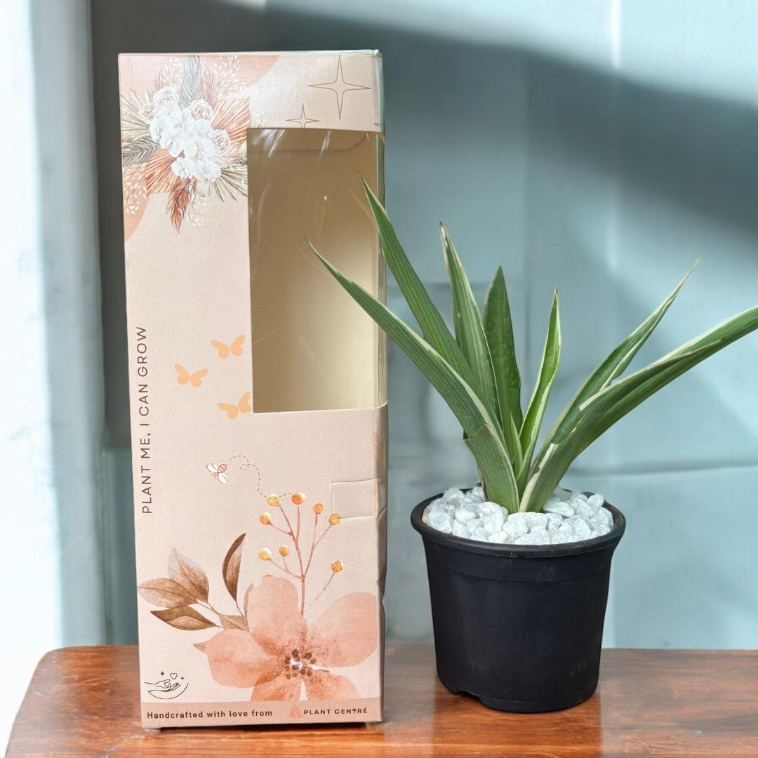 Gifting - Signature Package