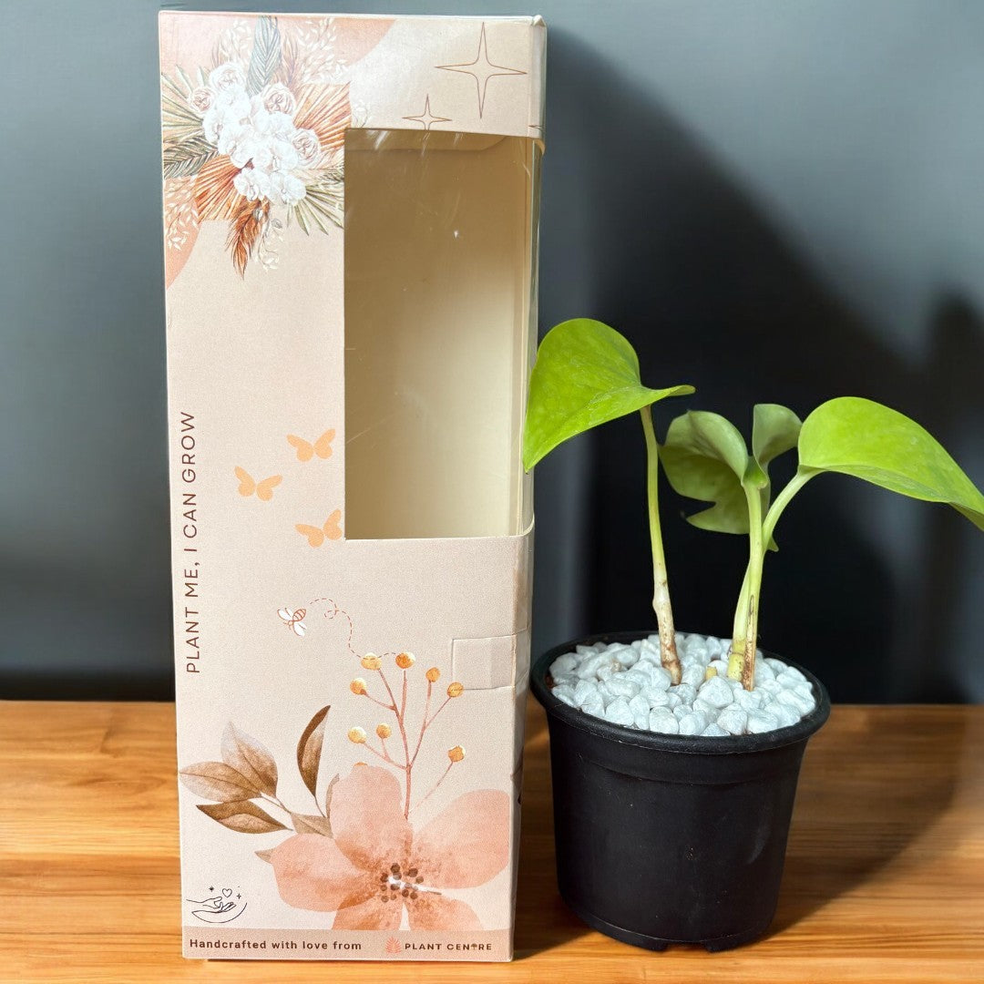 Gifting - Signature Package