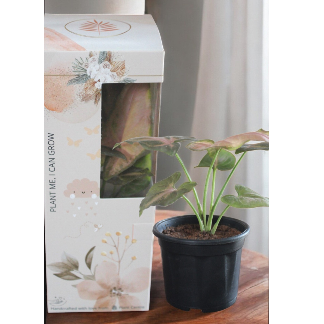 Gifting - Signature Package