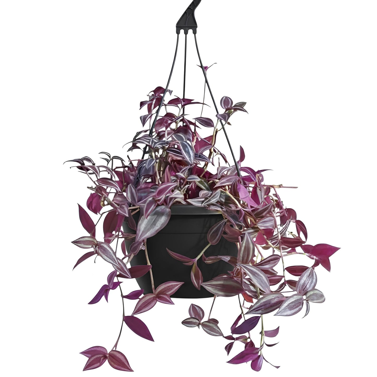Wandering Jew (Tradescantia zebrina) | Low Maintenance Trailing Indoor Plant for Home & Office