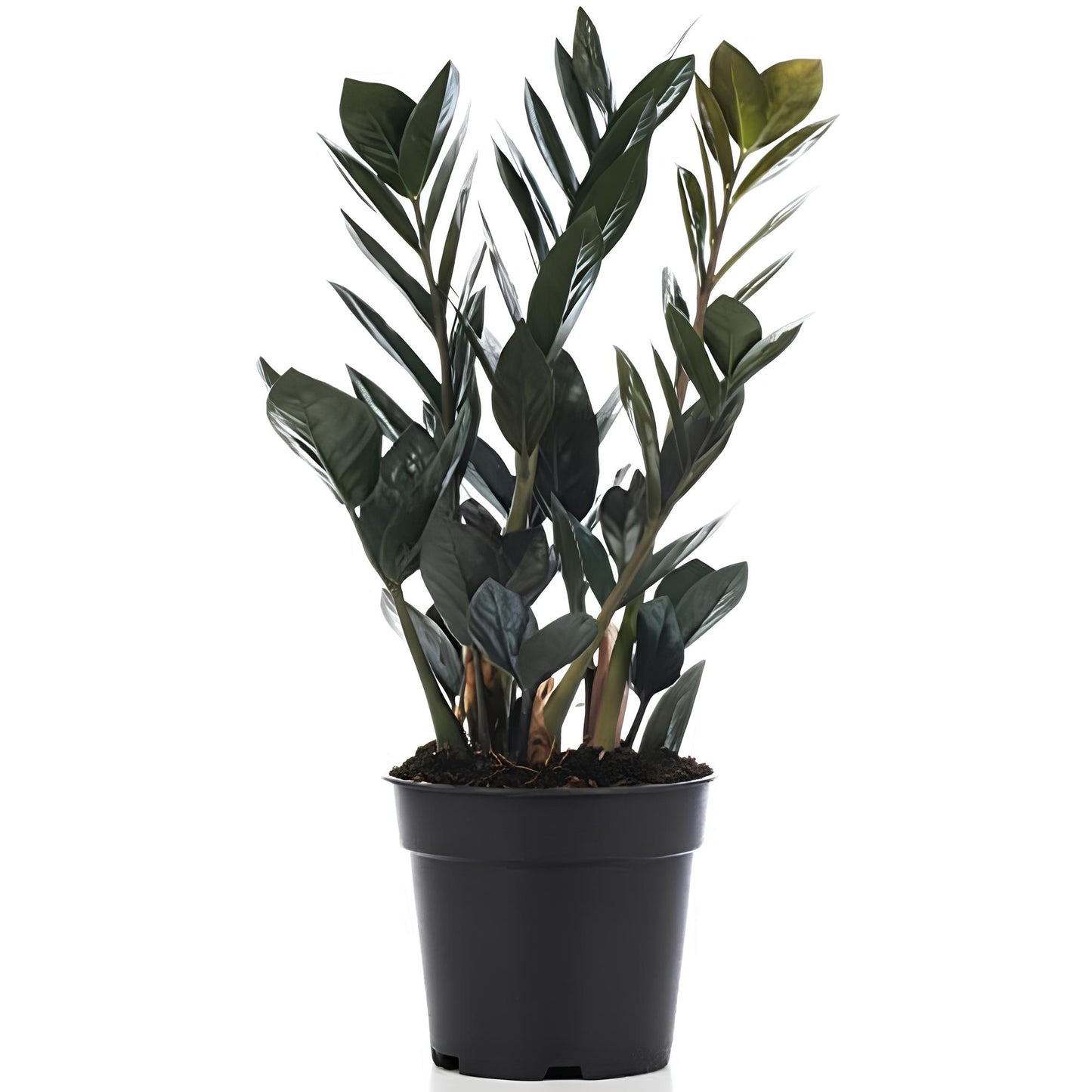 ZZ Plant Black (Zamioculcas zamiifolia ‘Raven’) | Low Maintenance Indoor Plant