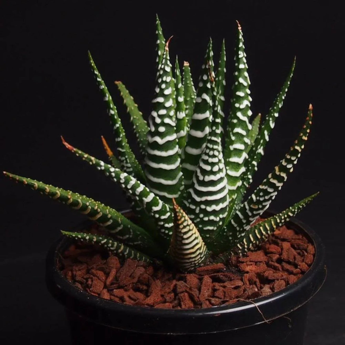 Zebra Cactus – Haworthiopsis attenuata | Succulents | Decorative Plant in Pot