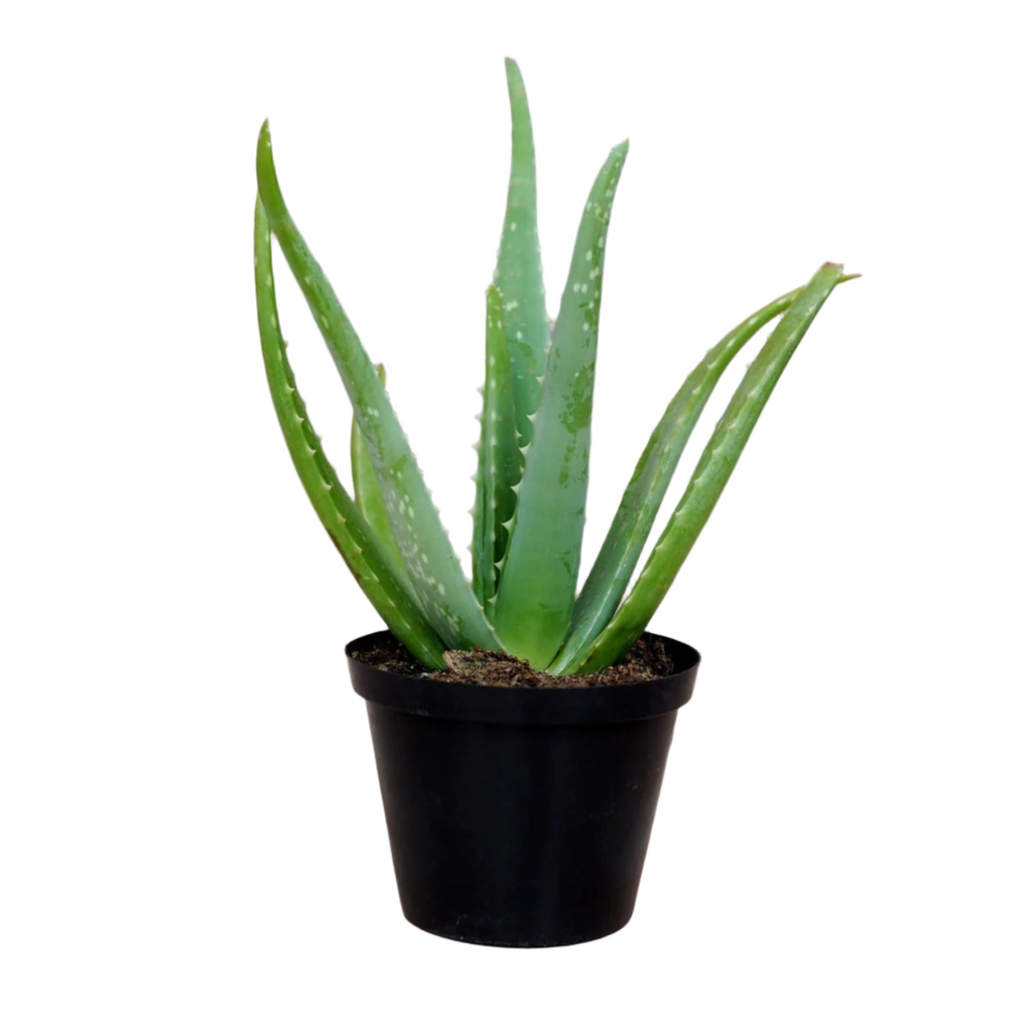 Aloe Vera Plant – Aloe barbadensis miller | Succulents | Healing Herb in Pot