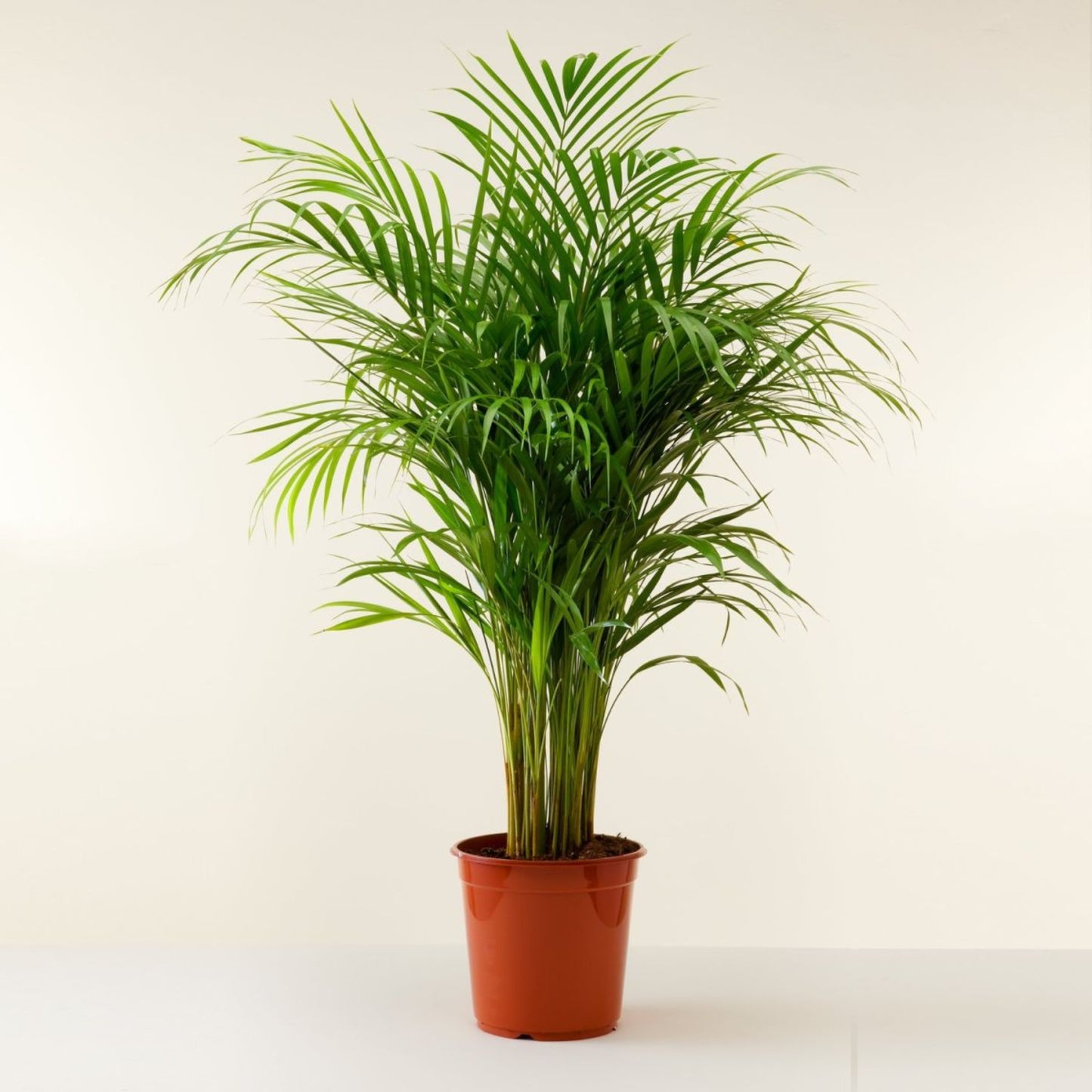 Areca Palm – Dypsis lutescens | Indoor Plants | Air Purifying Houseplant in Pot