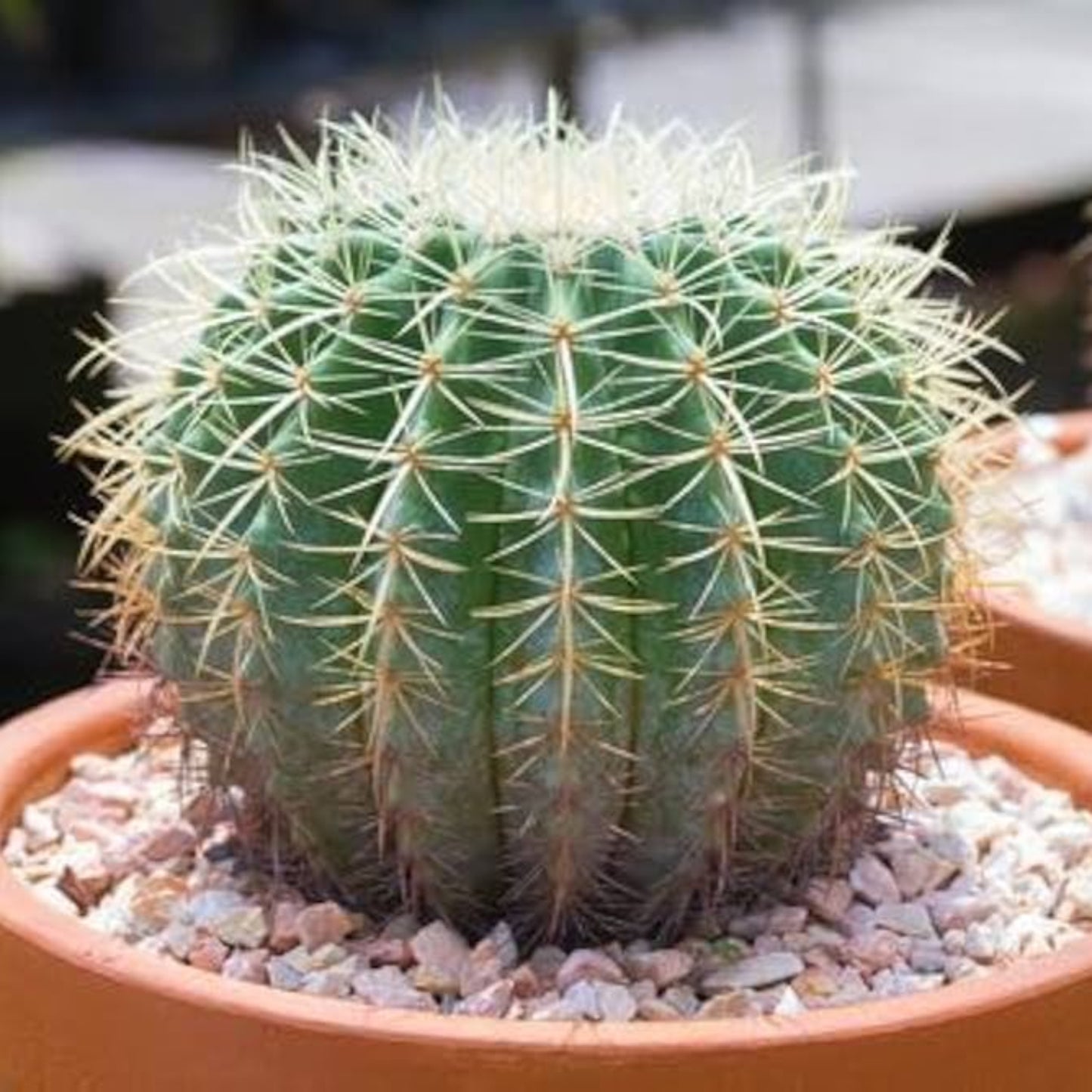 Barrel Cactus – Ferocactus spp. | Home Garden Succulent | Unique Decorative Plant