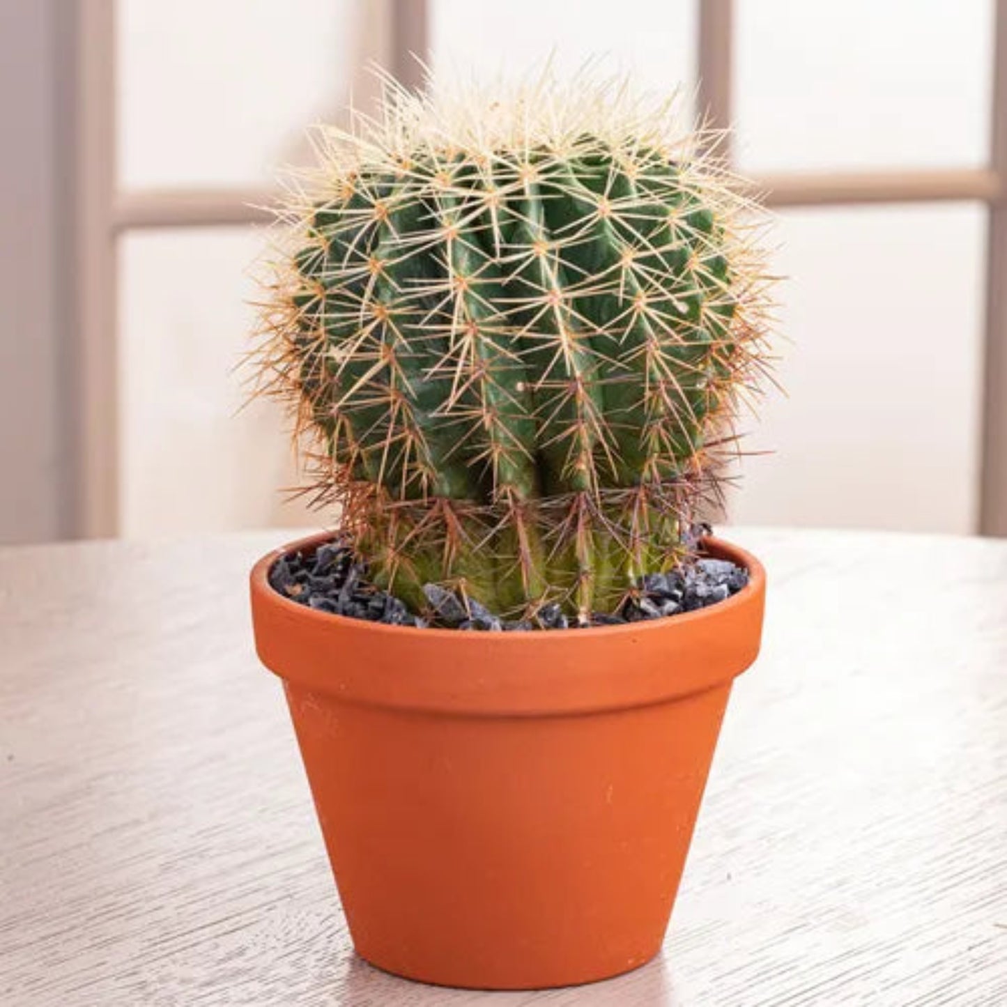 Barrel Cactus – Ferocactus spp. | Succulents | Drought-Tolerant Succulent in Pot