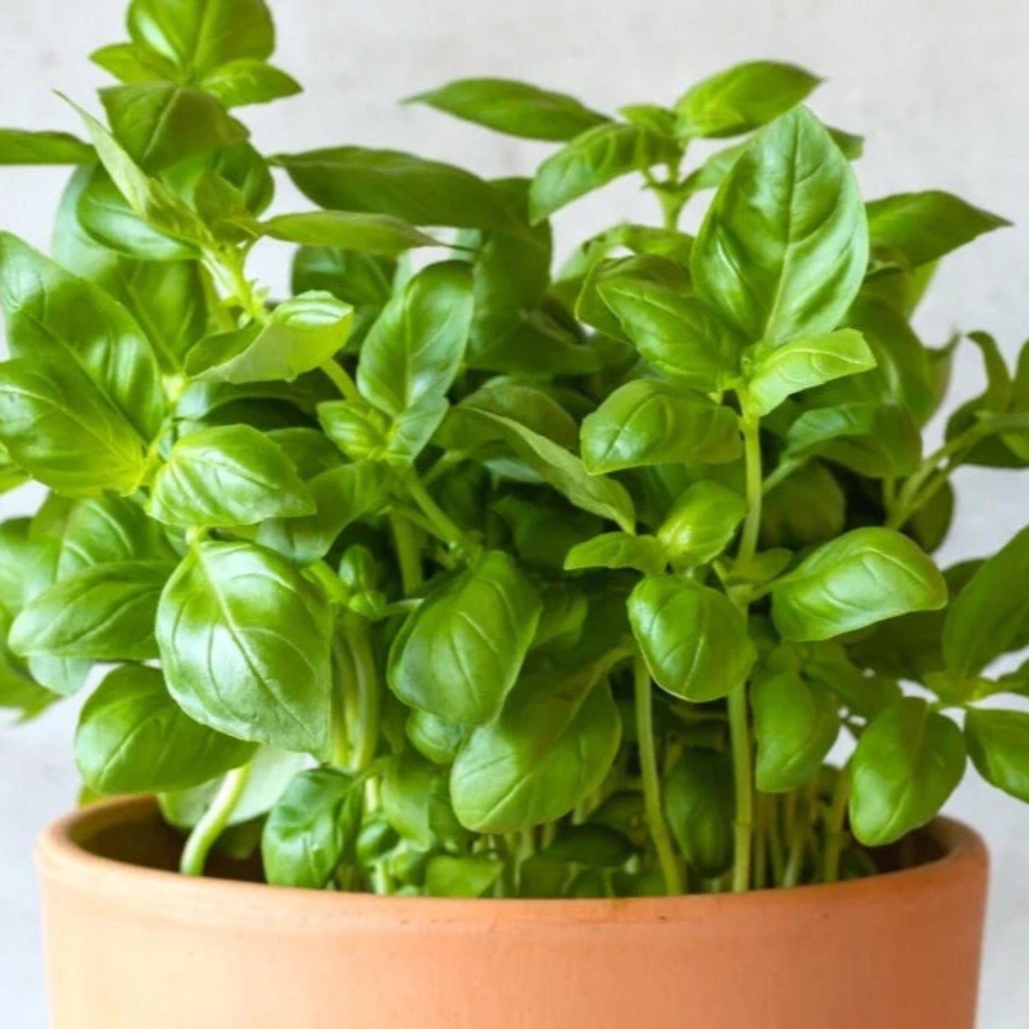 Basil – Ocimum Basilicum | Home Garden Herb | Aromatic Fresh Culinary Herb