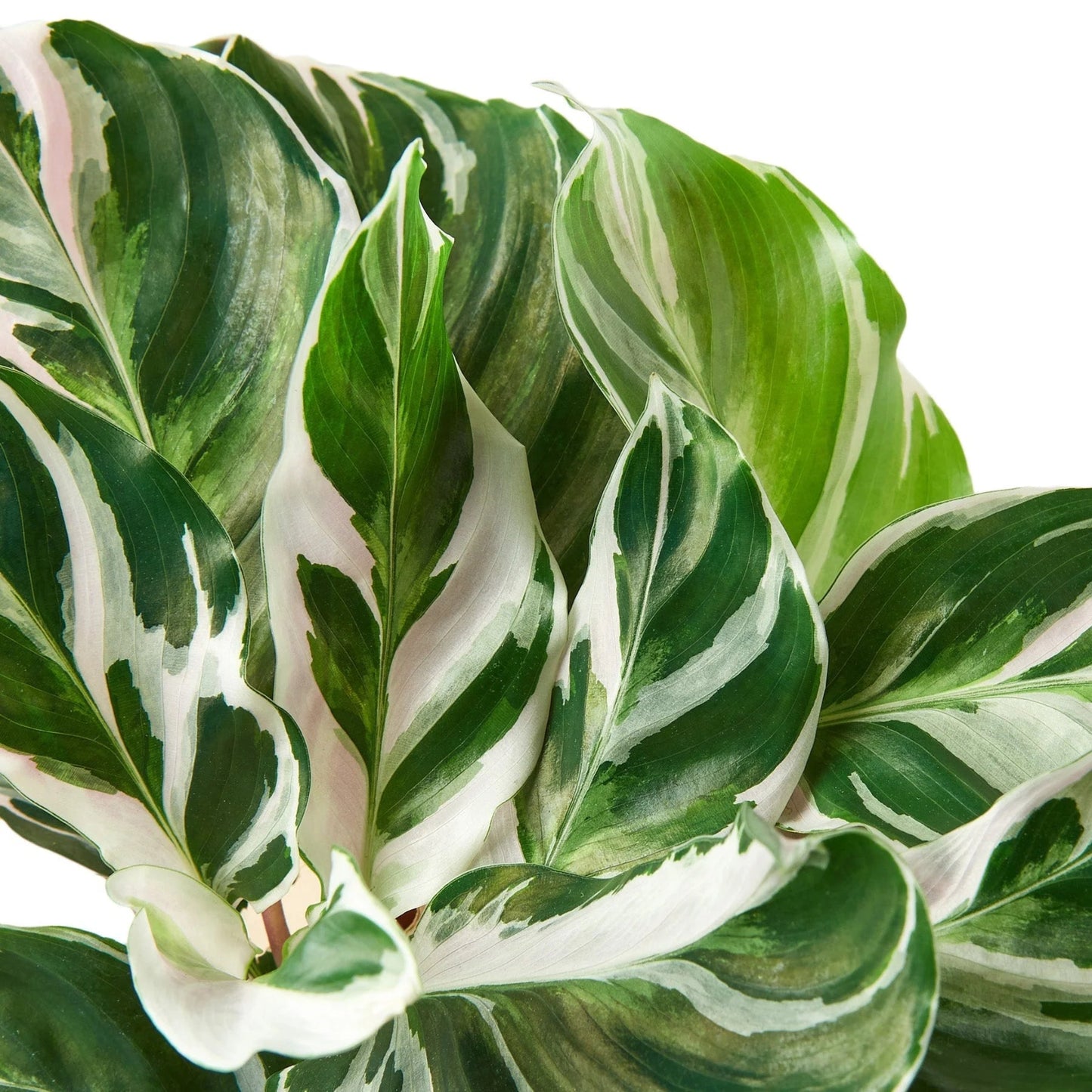 Calathea White Fusion – Calathea spp. | Home Decor Indoor Plant | Elegant White and Green Foliage