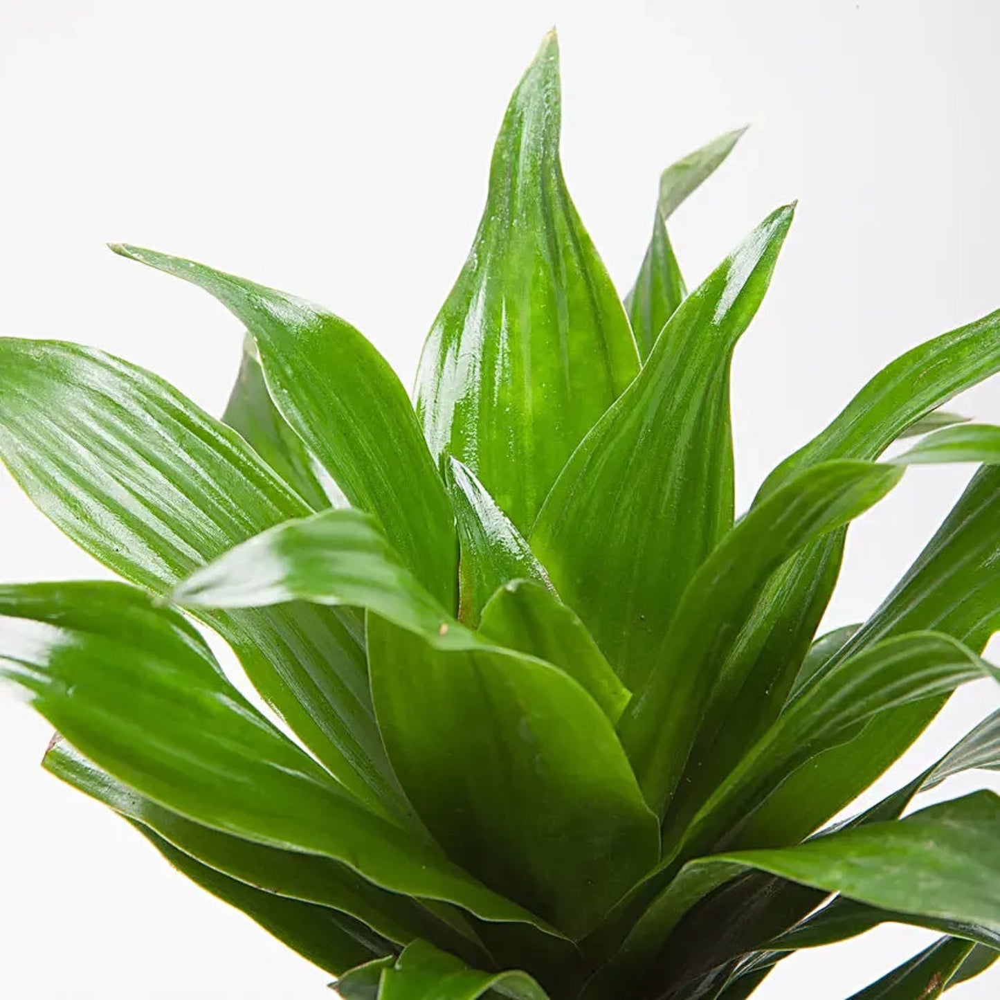 Dracaena Compacta – Dracaena fragrans 'Compacta' | Home Decor Indoor Plant | Elegant Green Foliage
