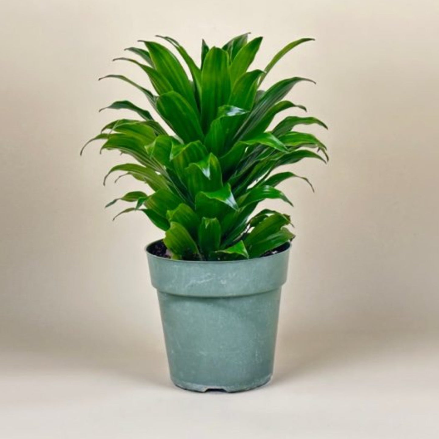 Dracaena Compacta Growing in a Pot in a Living Room | Low Maintenance Indoor Plant