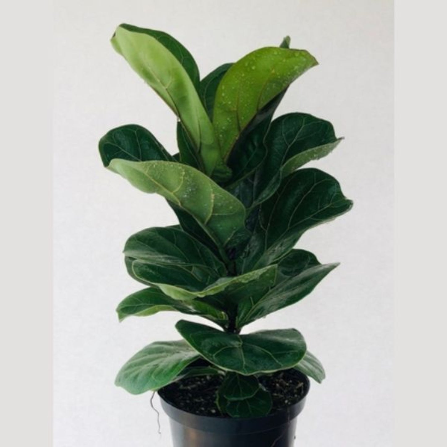 Fiddle Leaf Fig – Ficus lyrata | Home Decor Indoor Plant | Elegant and Air Purifying