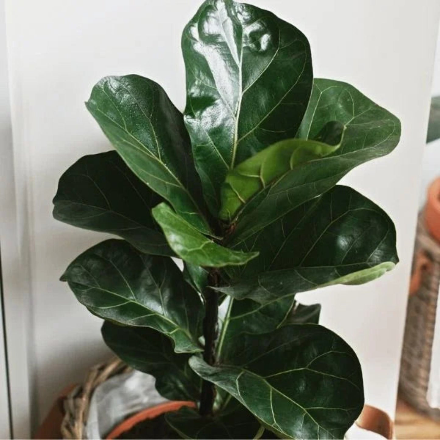 Fiddle Leaf Fig Growing in a Pot in a Living Room | Decorative Indoor Plant