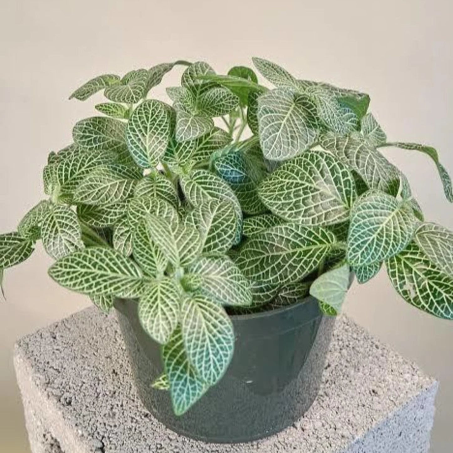 Fittonia – Fittonia albivenis | Home Decor Indoor Plant | Colorful Foliage