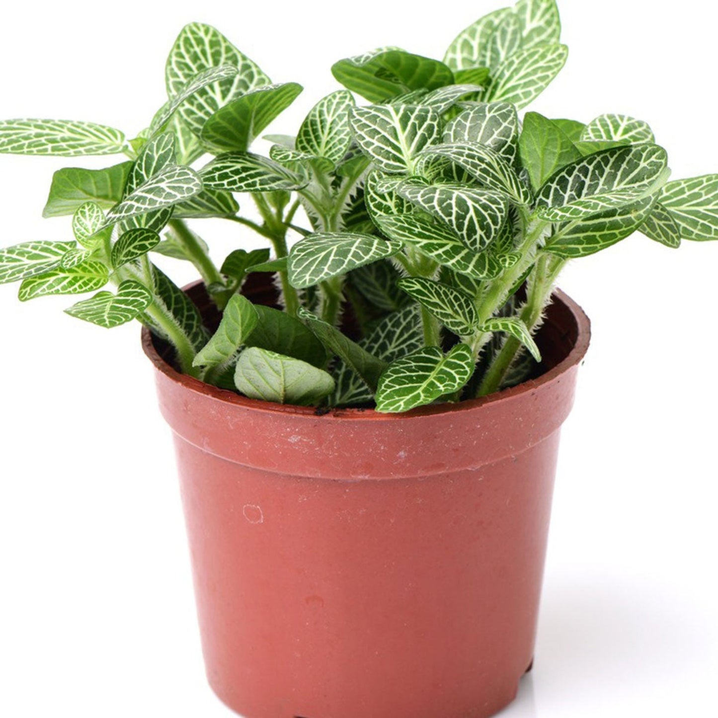 Fittonia – Fittonia albivenis | Indoor Plants | Vibrant Vein Patterned Leaves in Pot