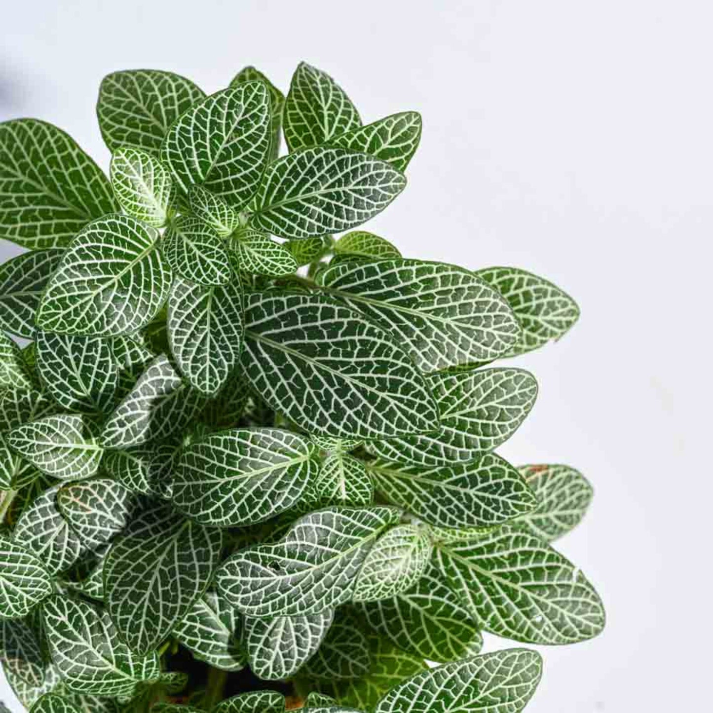 Fittonia Growing in a Pot in a Humid Bathroom | Low Maintenance Indoor Plant