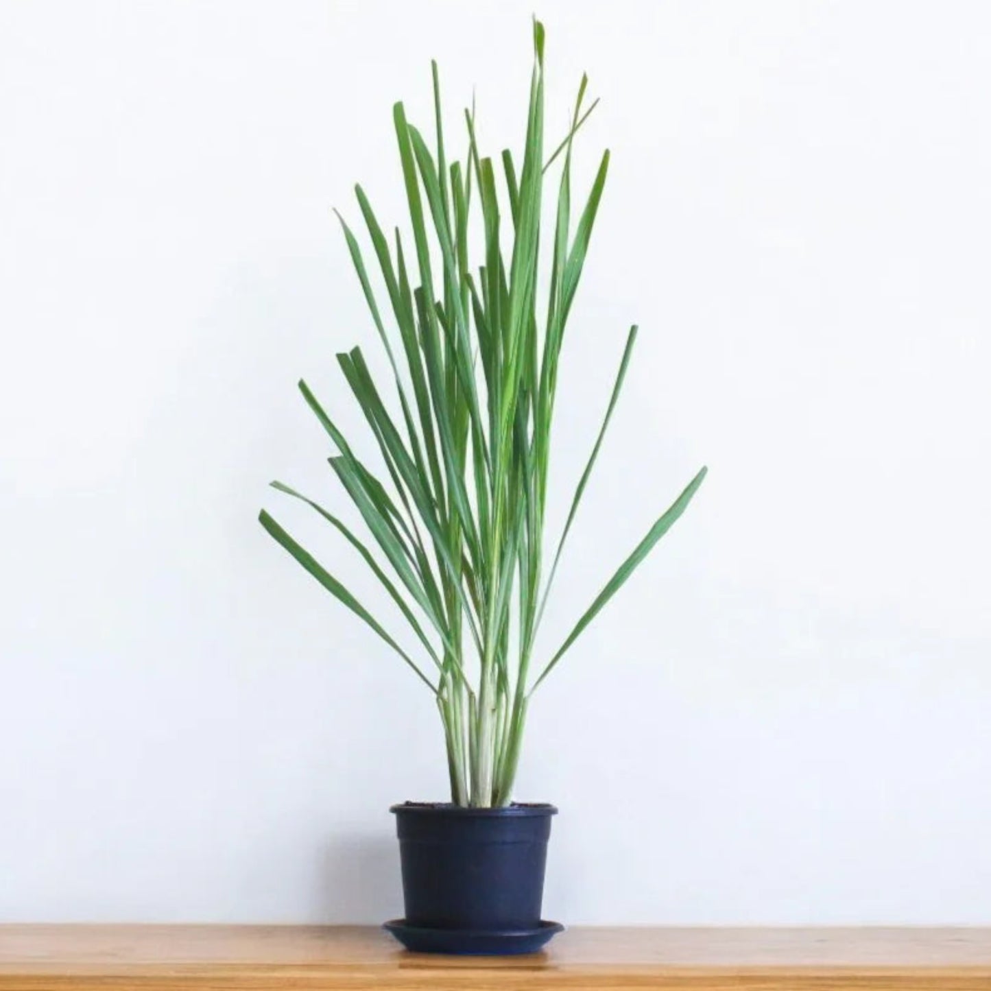 Lemongrass Plant – Cymbopogon citratus | Herbal Plants | Fresh Culinary Herb in Pot