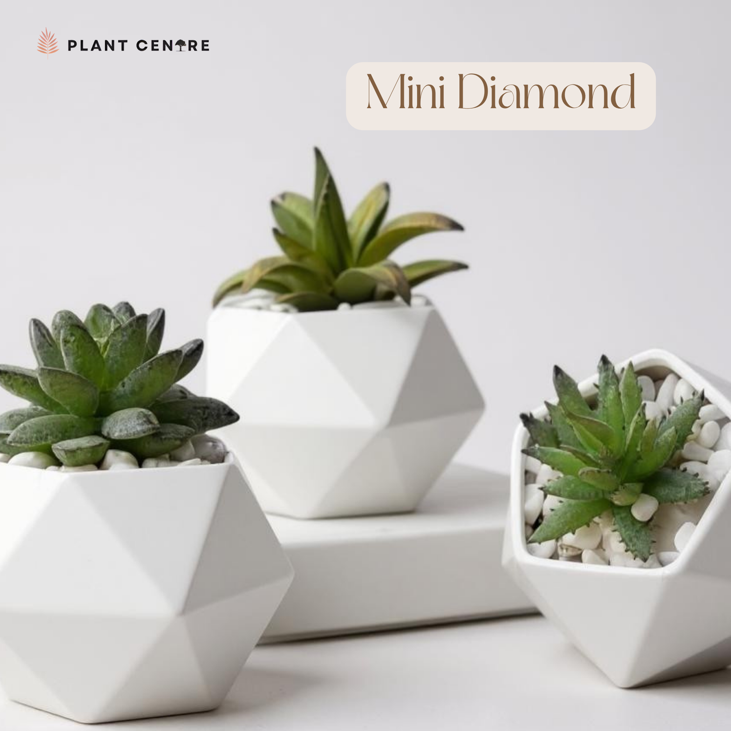 Three small succulents in geometric white pots on a light background with 'Plant Centre' branding.