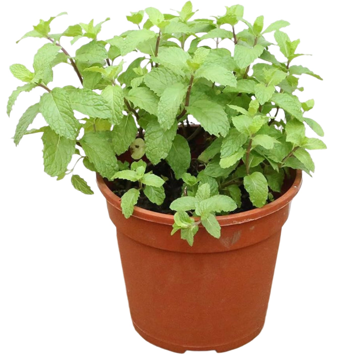 Mint Plant – Mentha | Herbal Plants | Fresh Culinary Herb in Pot