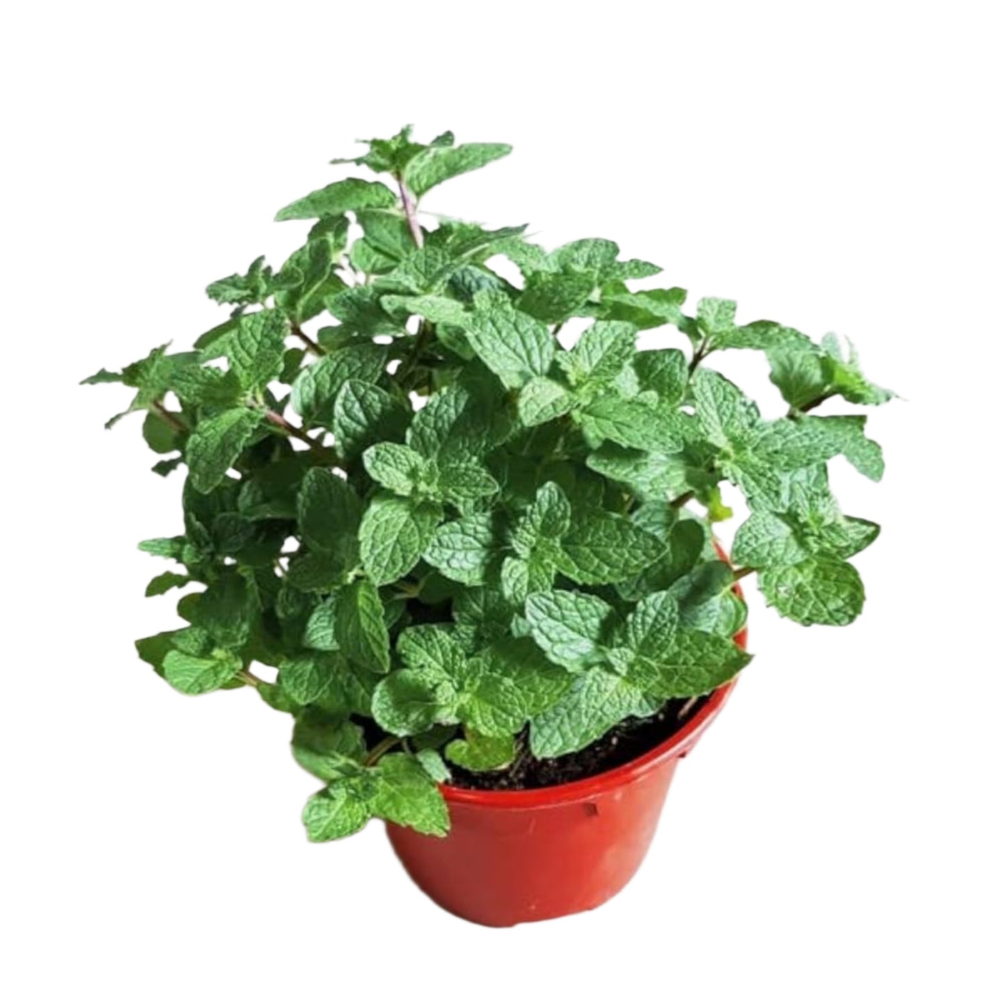 Mint – Mentha | Home Garden Herb | Aromatic Fresh Culinary Herb