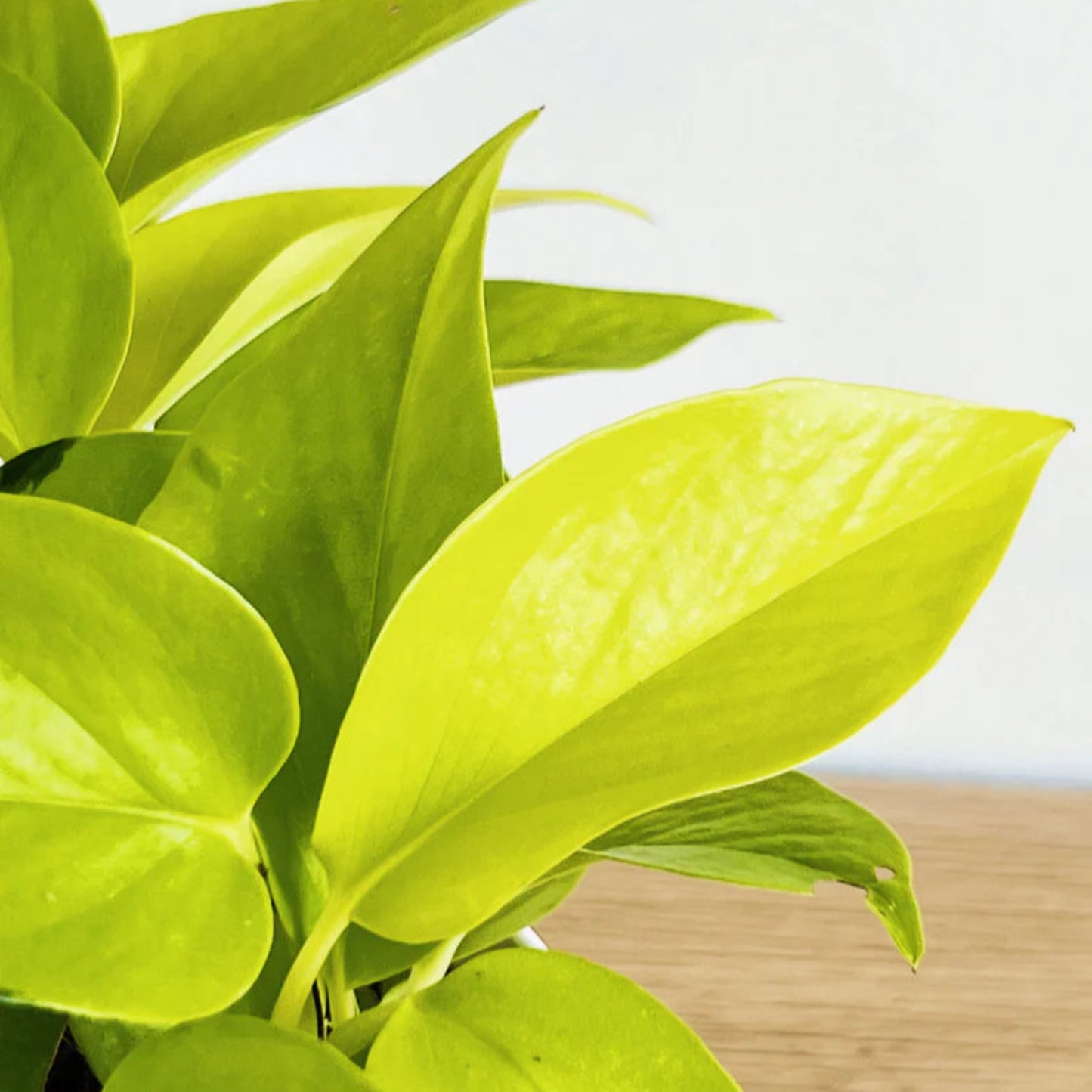 Neon Pothos – Epipremnum aureum 'Neon' | Home Decor Indoor Plant | Vibrant Foliage