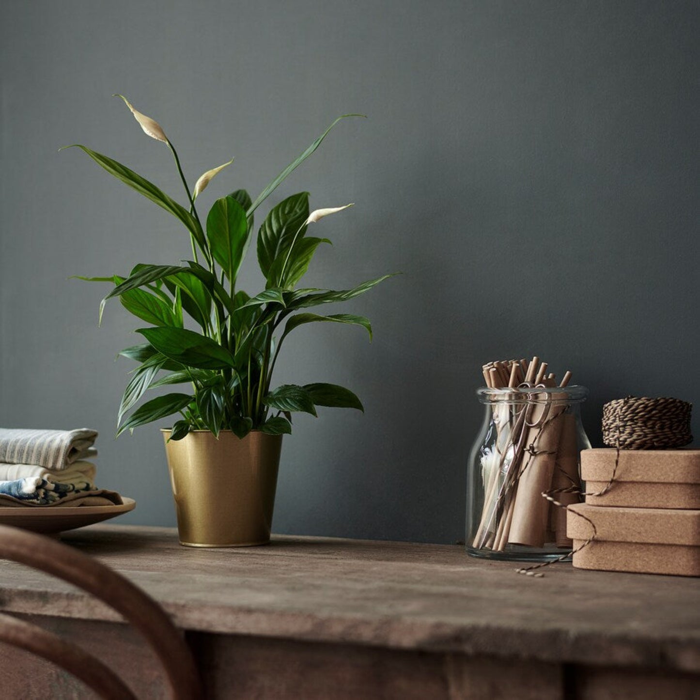 Peace Lily Growing in a Pot in a Living Room | Elegant and Air Purifying Plant