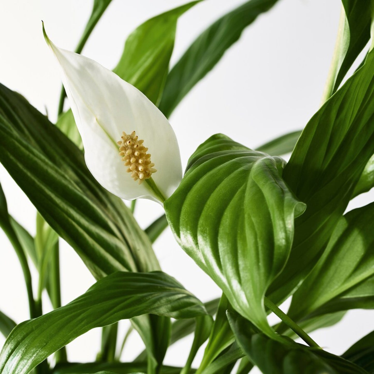 Peace Lily – Spathiphyllum spp. | Home Decor Indoor Plant | Elegant White Flowers